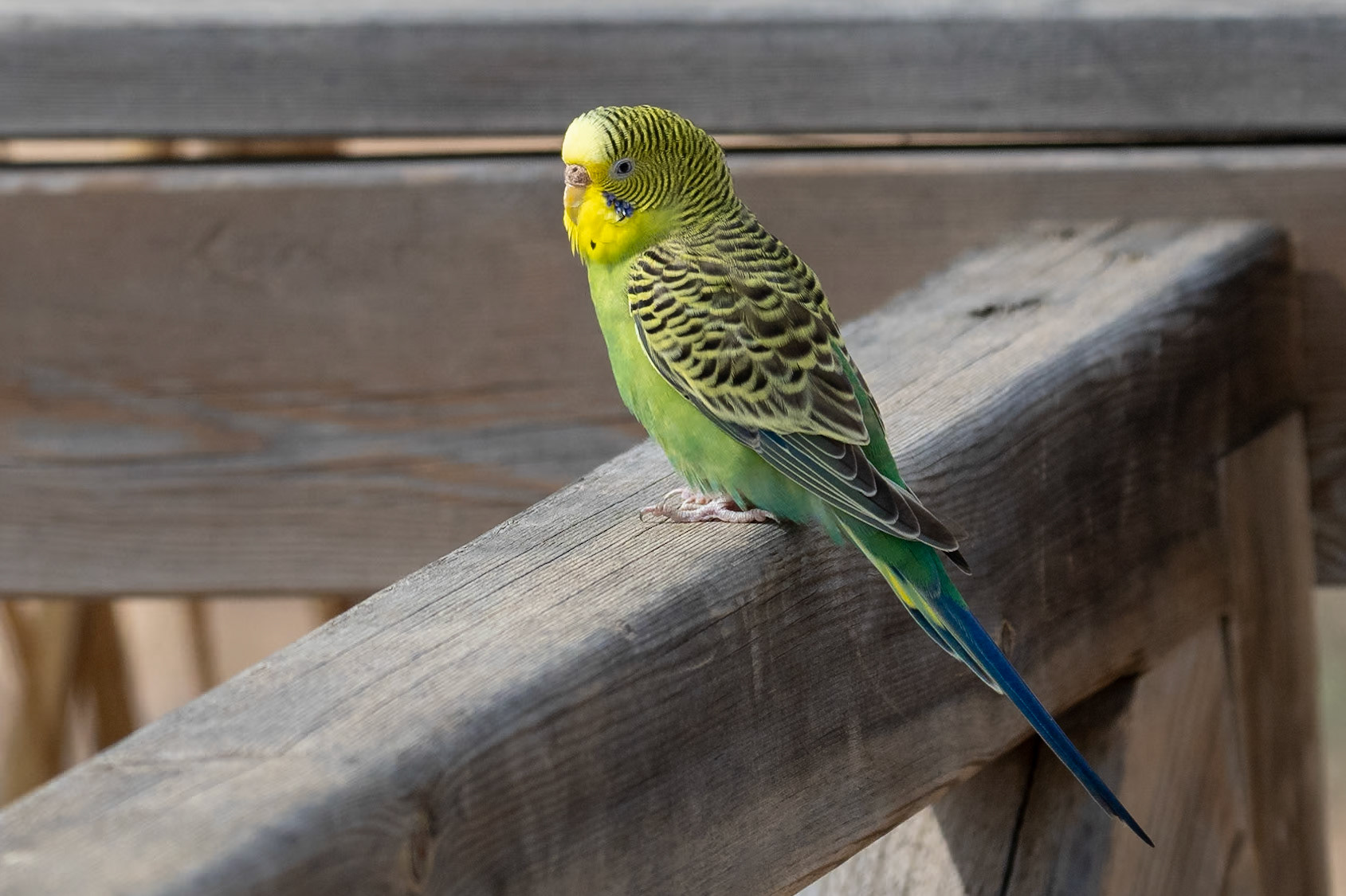 Undulat / Budgerigar, Quinta do Lago Portugal 20023
