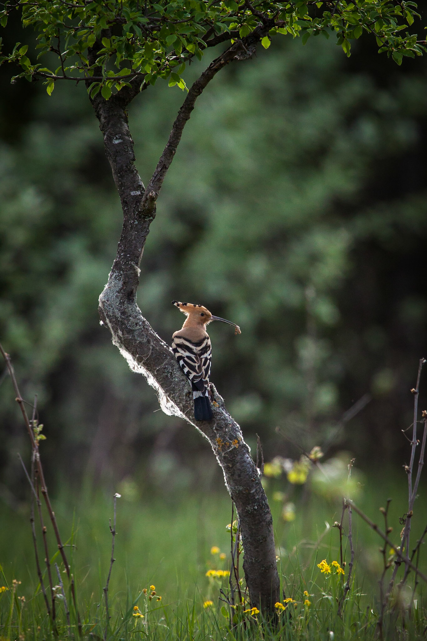 Härfågel / Eurasian Hoopoe, Hungary 2013