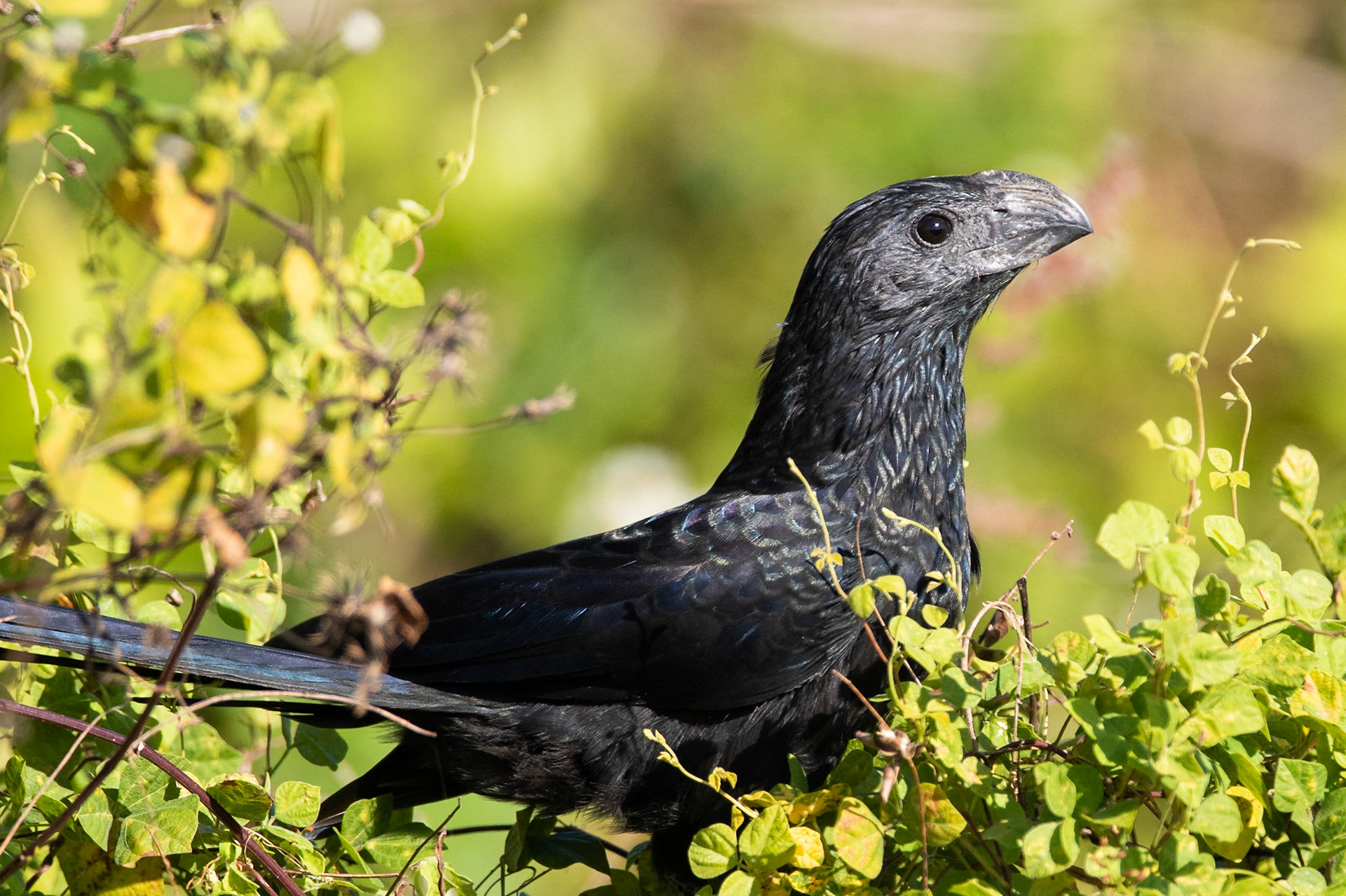 Strimnäbbad ani / Groove-billed Ani , Frog Pond, Florida USA 2019