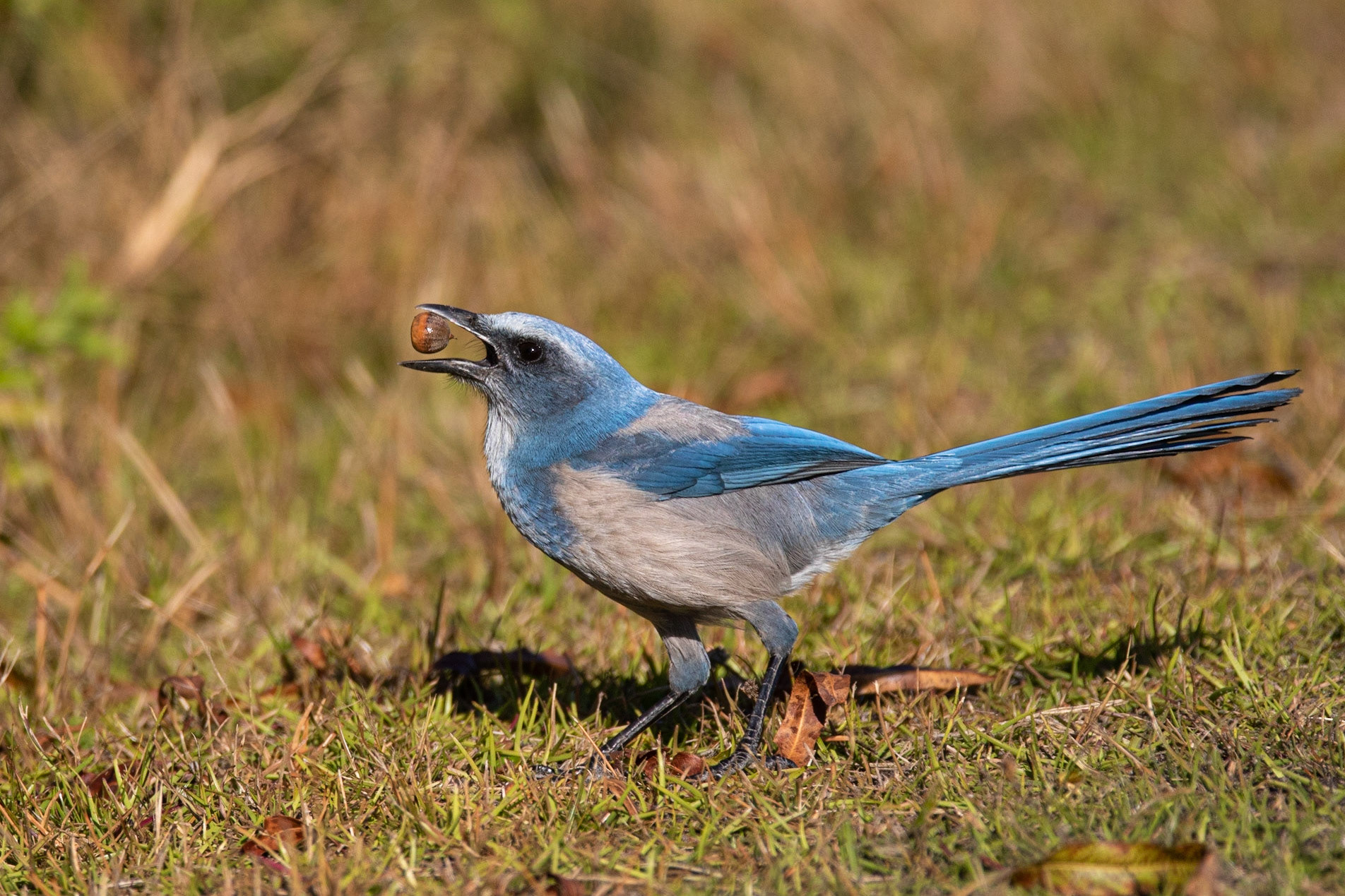 Floridasnårskrika / Florida Scrub Jay, Merritt Island, Florida USA 2019