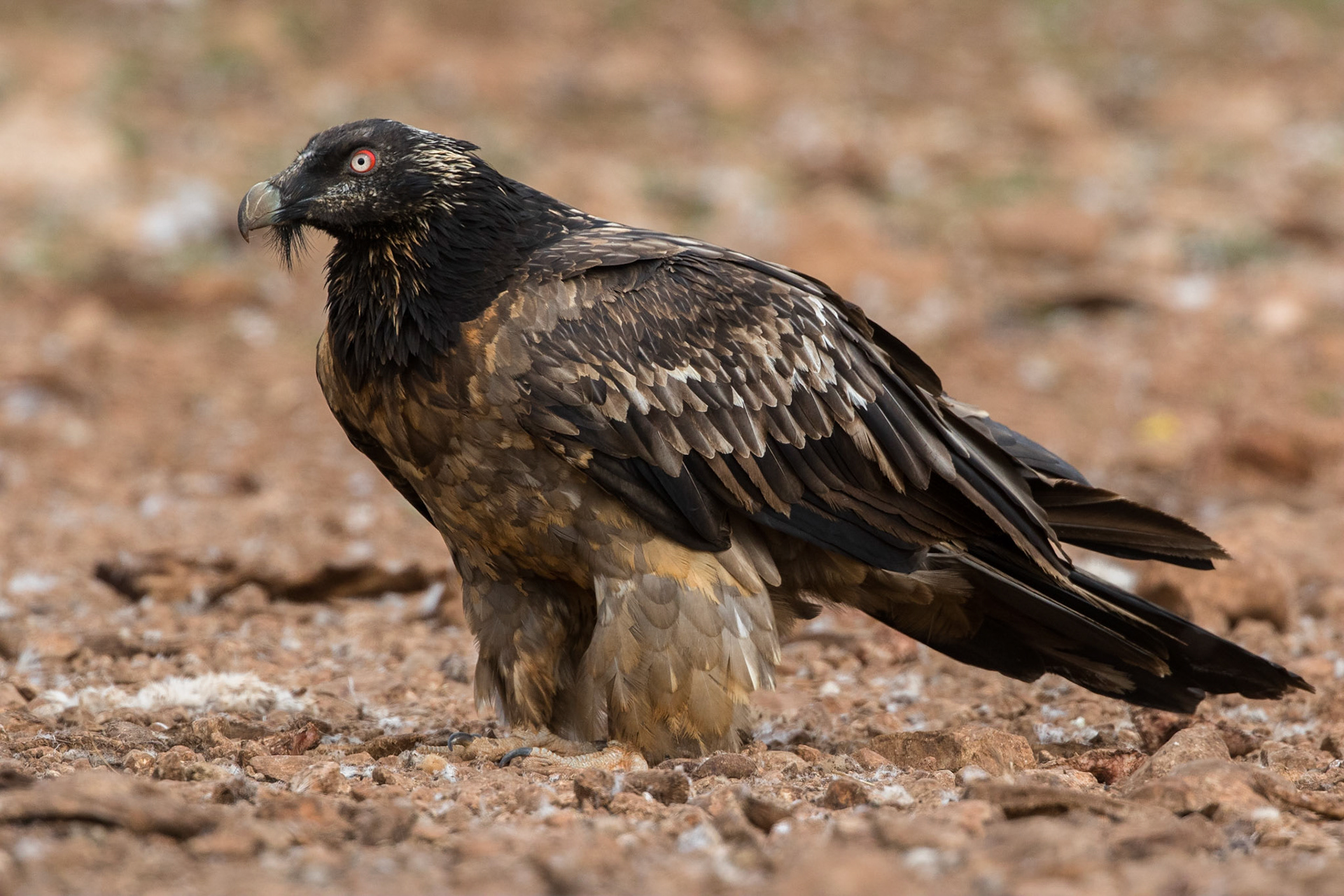 Lammgam / Bearded Vulture, Boumort Spanien 2017