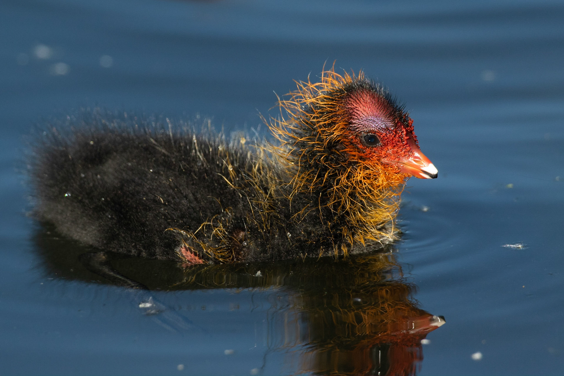 Sothöna / Eurasian Coot, Lunds reningsverk 2021