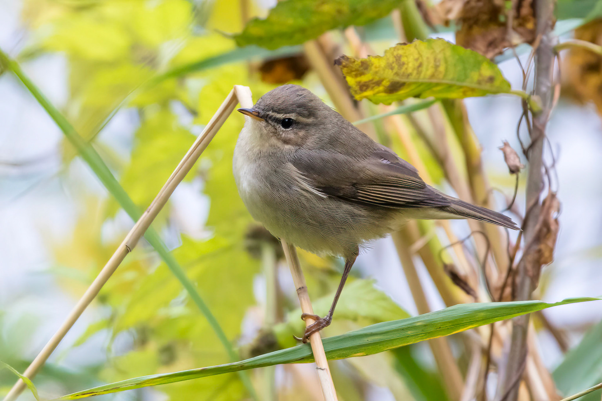 Brunsångare / Dusky Warbler, Sibbarp Malmö 2015