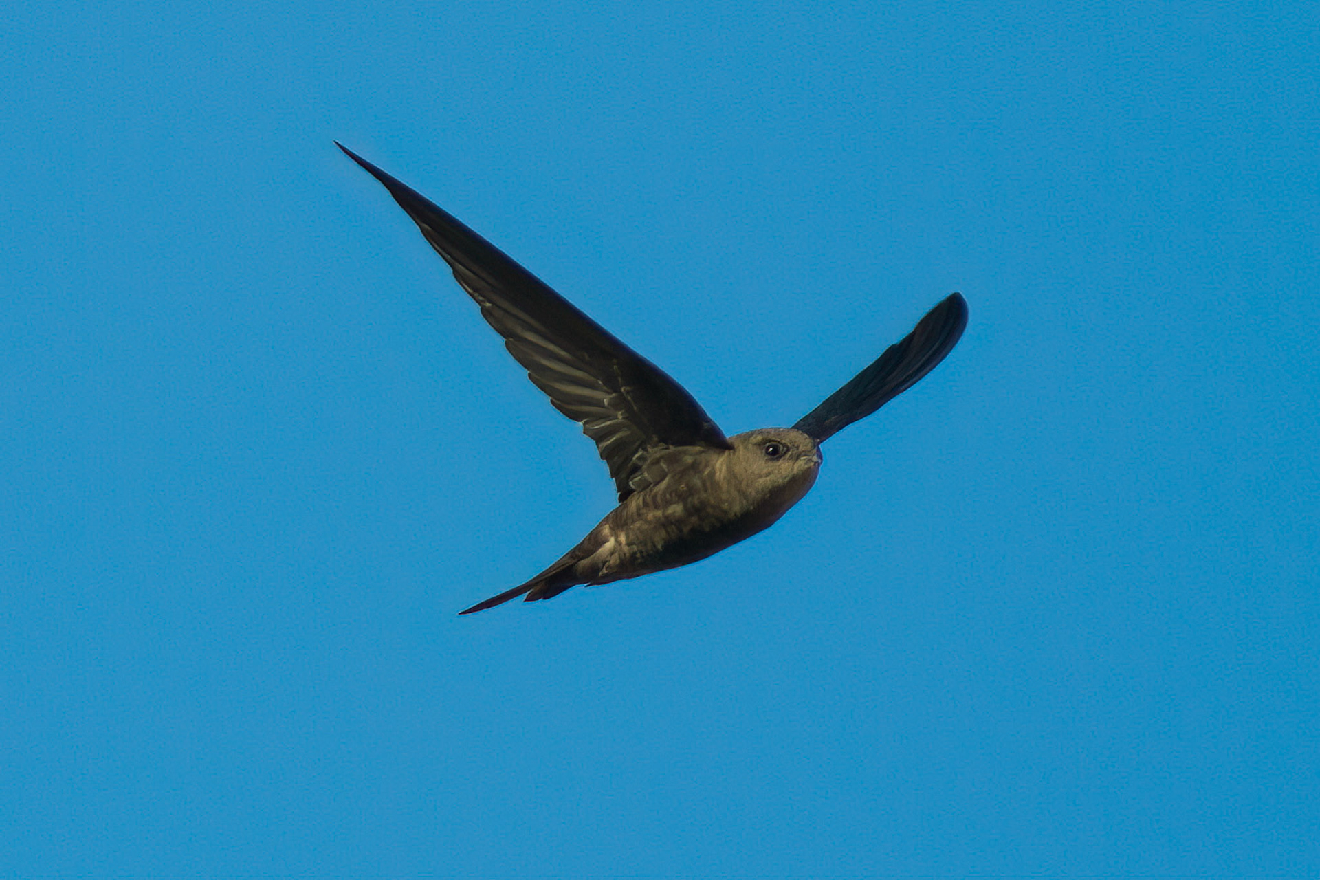 Enfärgad seglare / Plain Swift, Tenerife Spain 2012