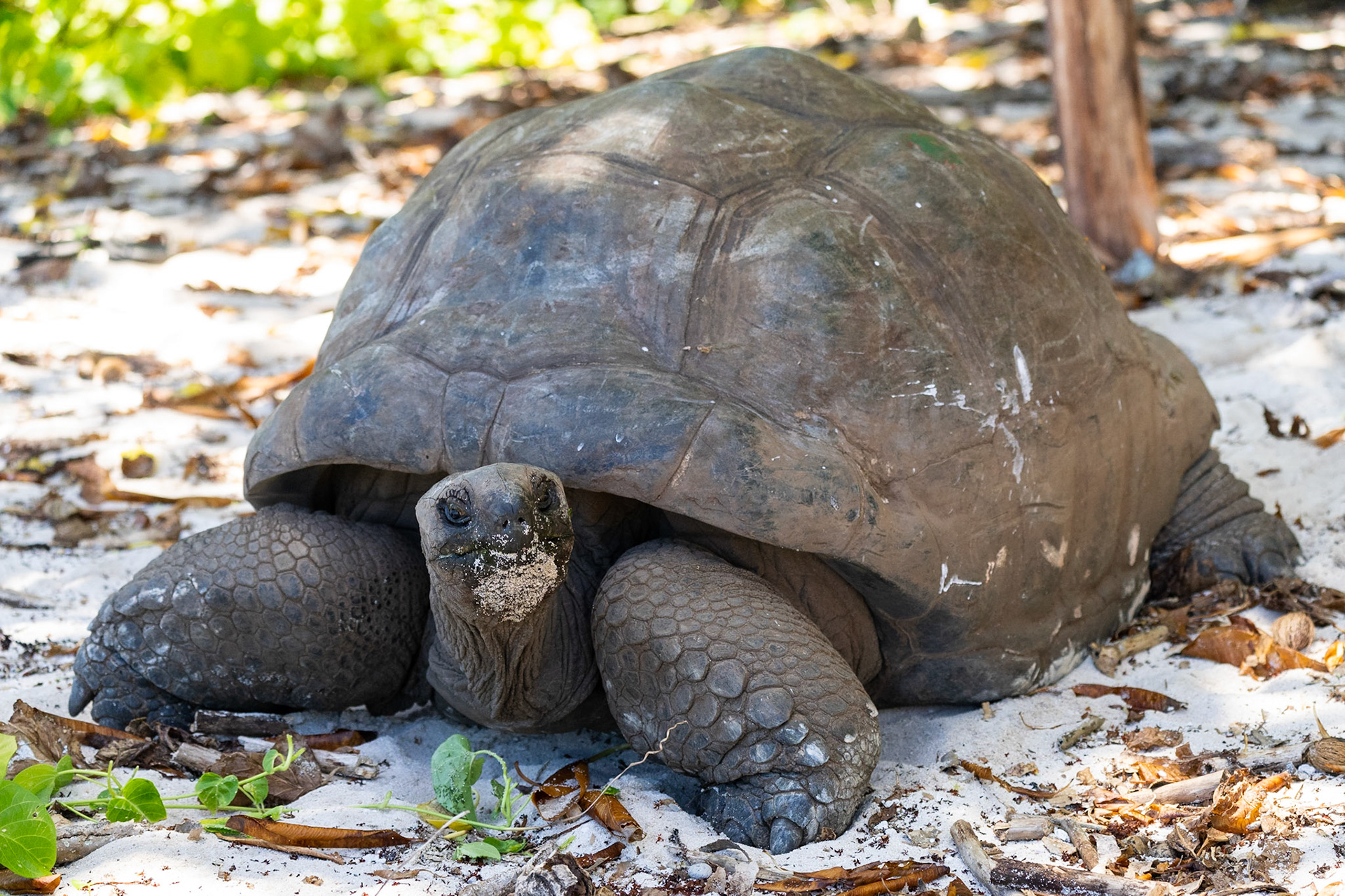 Aldabra Giant Tortoise, Cousin Seychelles 2023