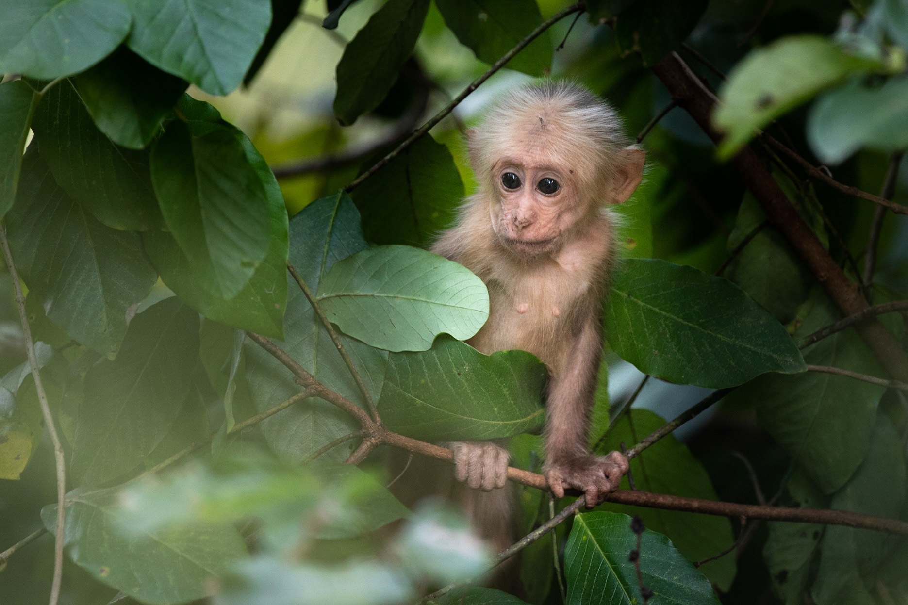 Björnmakak / Stump-tailed Macaque, Kaeng Krachan, Thailand 2018