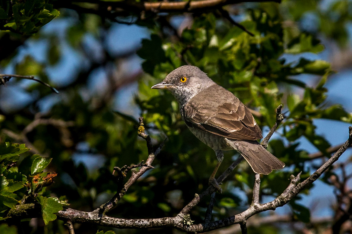 Höksångare / Barred Warbler, Ottenby 2016