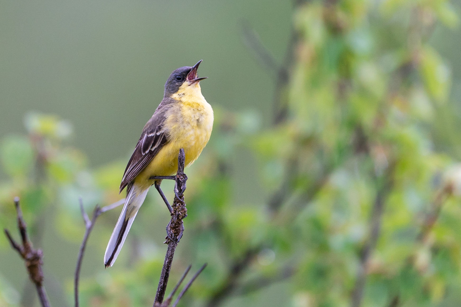 Nordlig gulärla / Western Yellow Wagtail (Thunbergi), Stordalen 2022