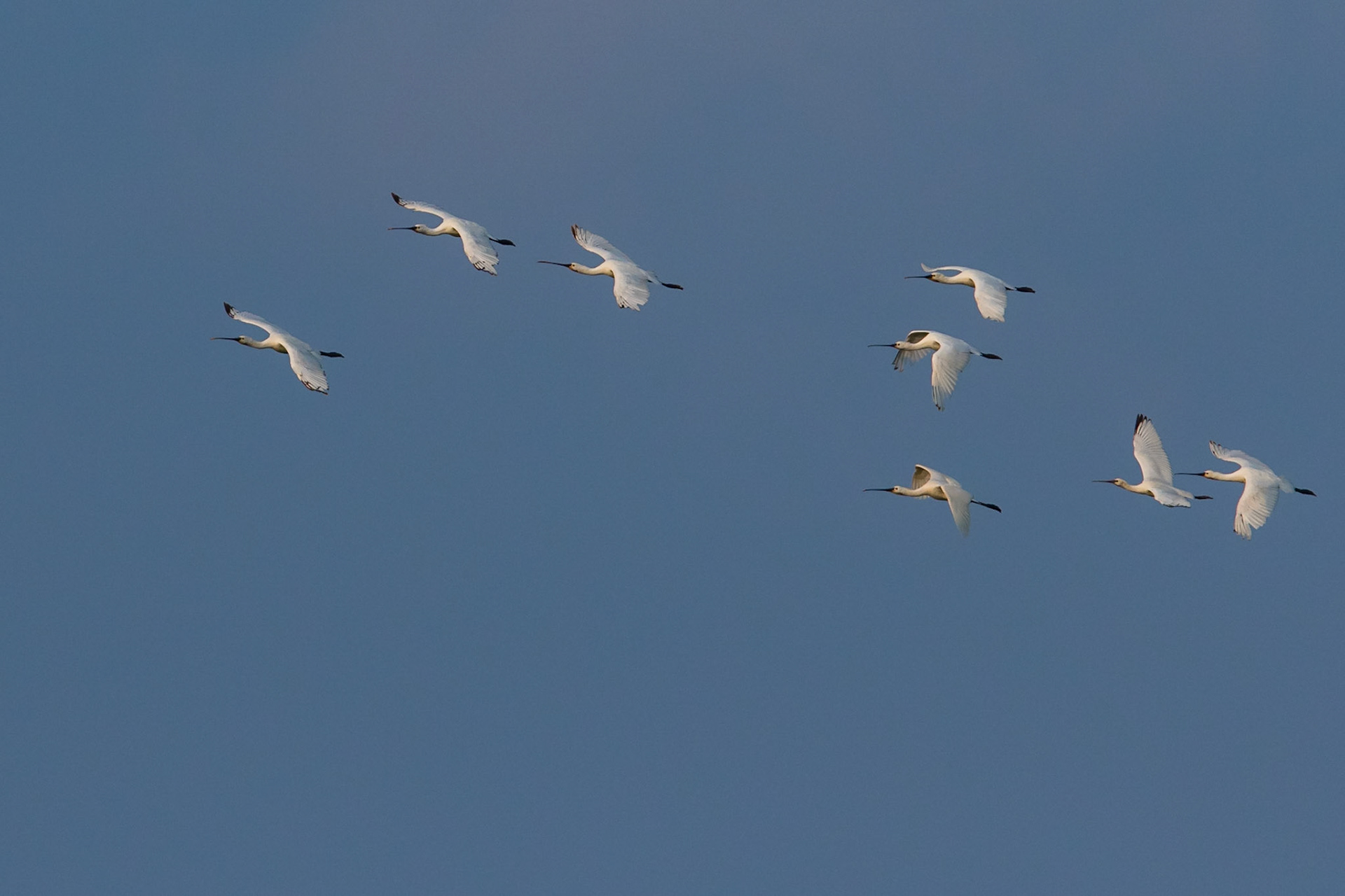 Skedstork / Eurasian Spoonbill, Ribe Denmark 2016