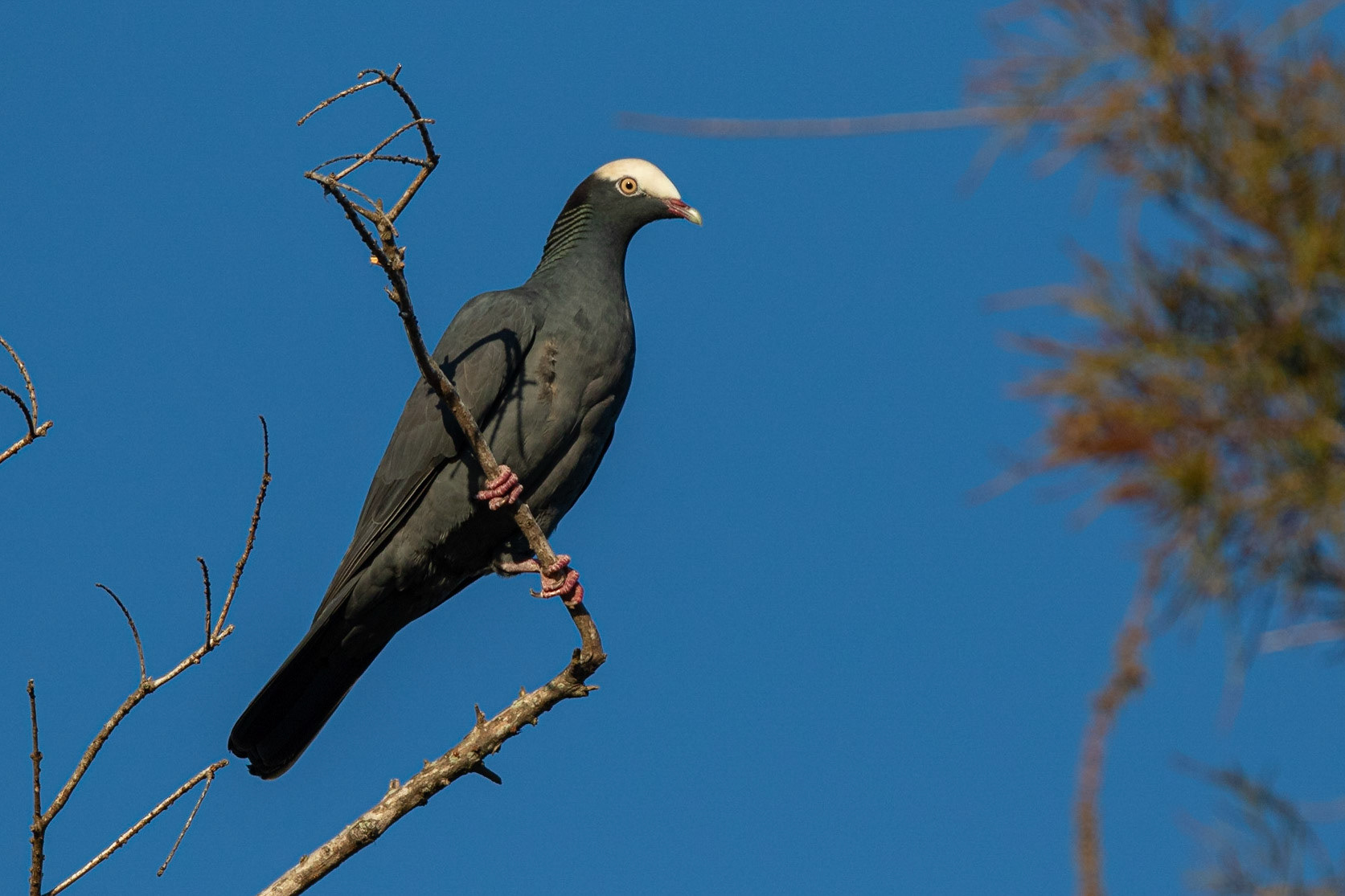 Vitkronad duva / White-crowned Pigeon, Snapper Creek Park, Florida USA 2019