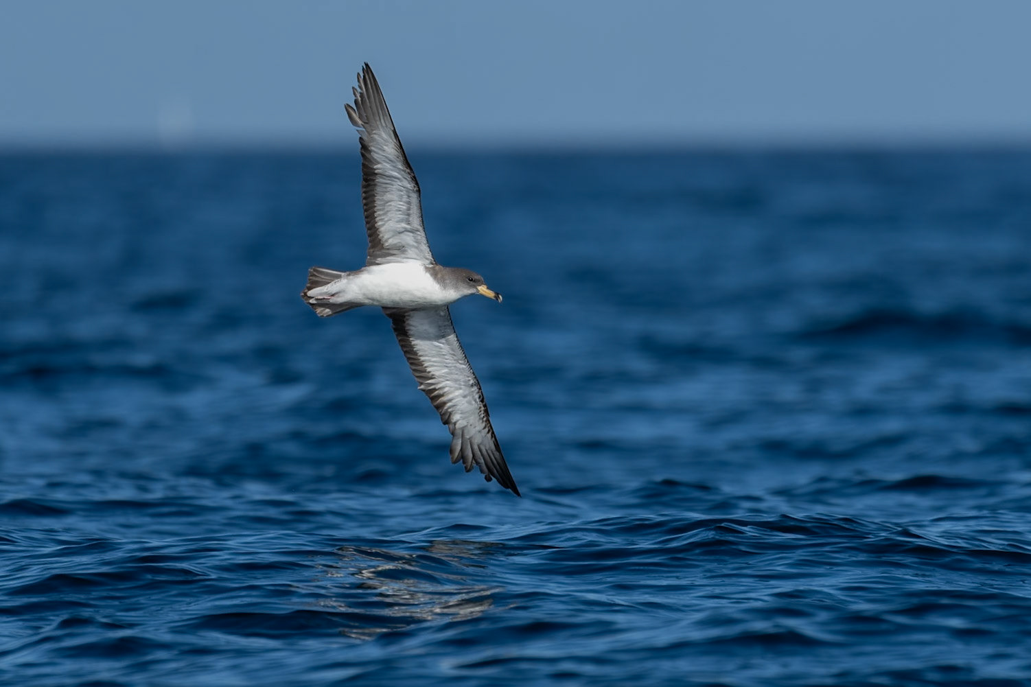 Scopoli lira / Scopoli's Shearwater, Sagres Portugal 2023