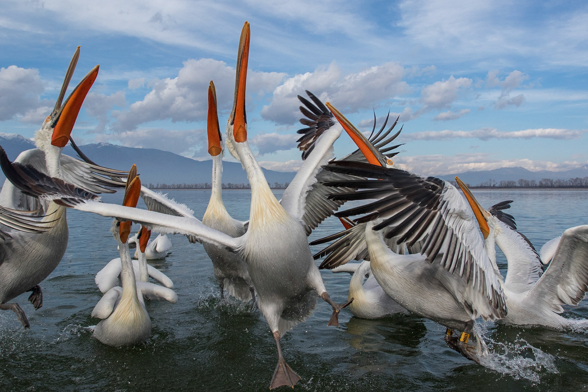 Krushuvad pelikan / Dalmatian Pelican, Kerkini lake Greece 2017