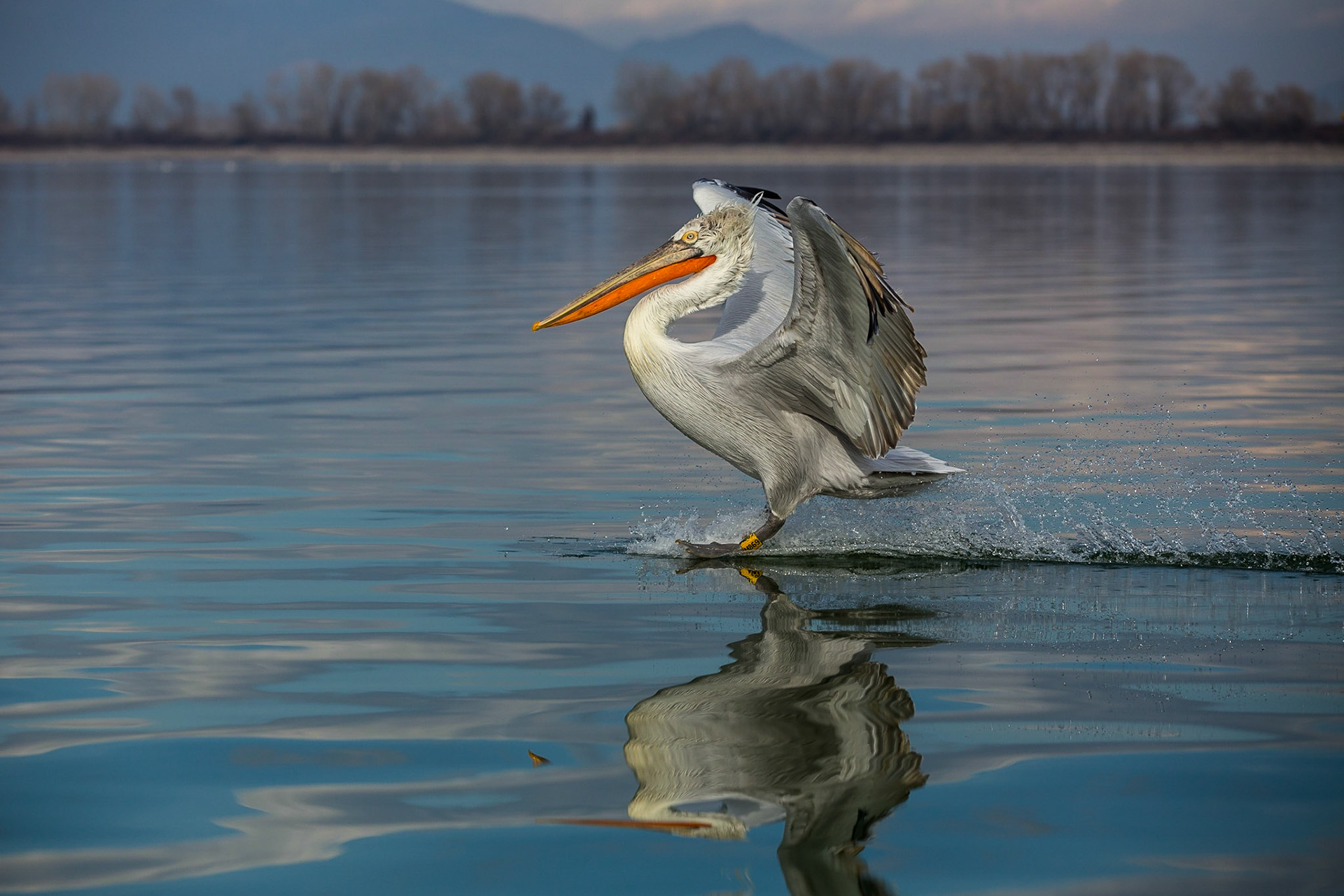 Krushuvad pelikan / Dalmatian Pelican, Kerkini lake Greece 2017
