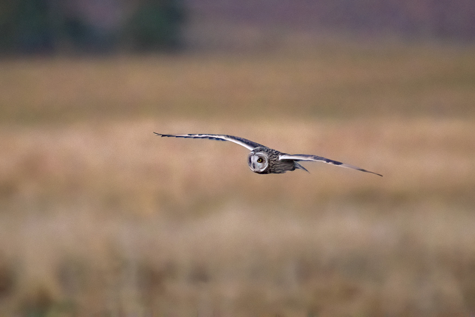 Jorduggla / Short-eared Owl, Sandby mosse 2025