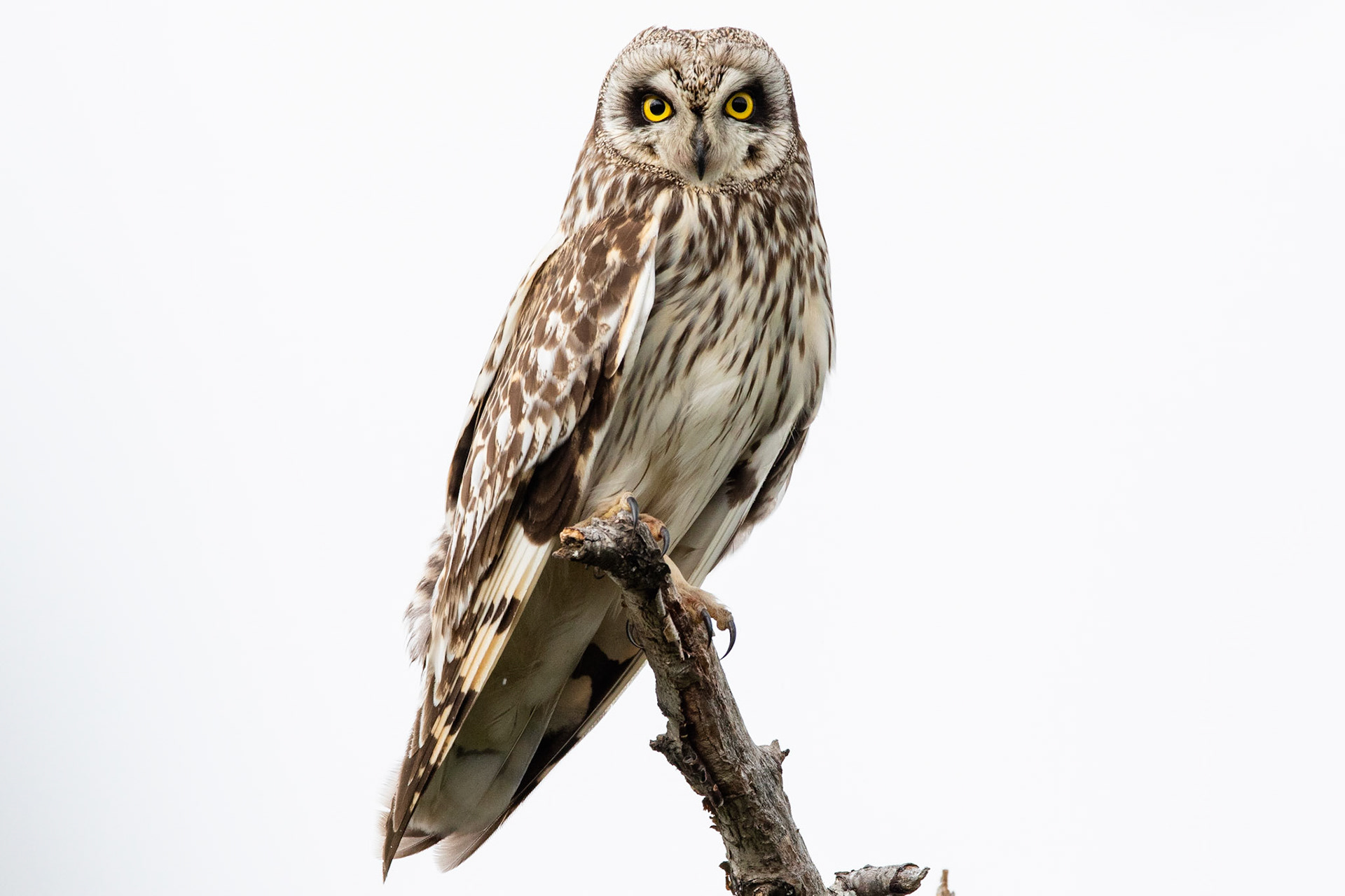 Jorduggla / Short-eared Owl, Abisko 2018