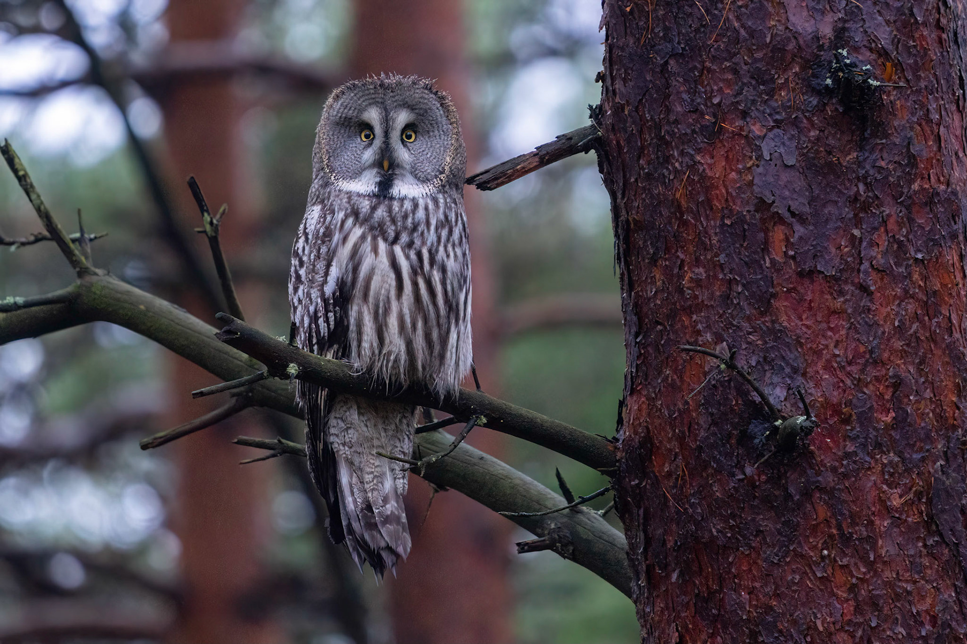 Lappuggla / Great Grey Owl, Vombs fure 2023