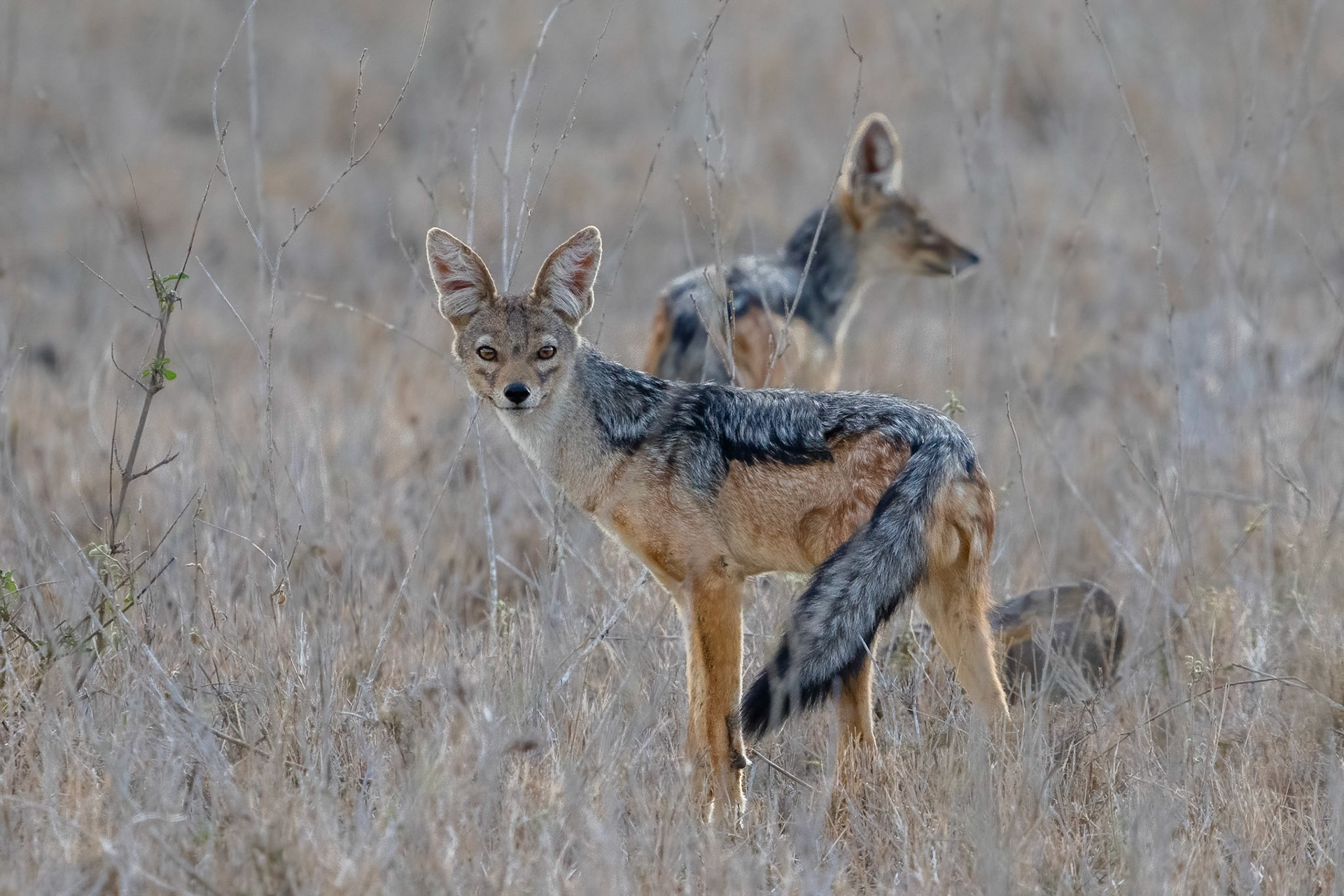 Black-backed Jackal / Schabrakschakal, Nairobi National Park Kenya 2022