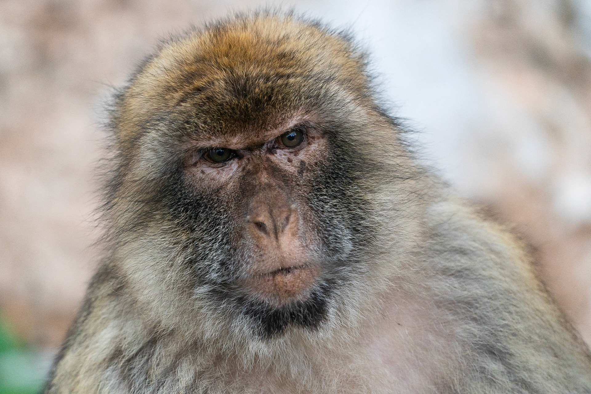 Berbermakak / Barbary Macaque, Gibraltar 2022
