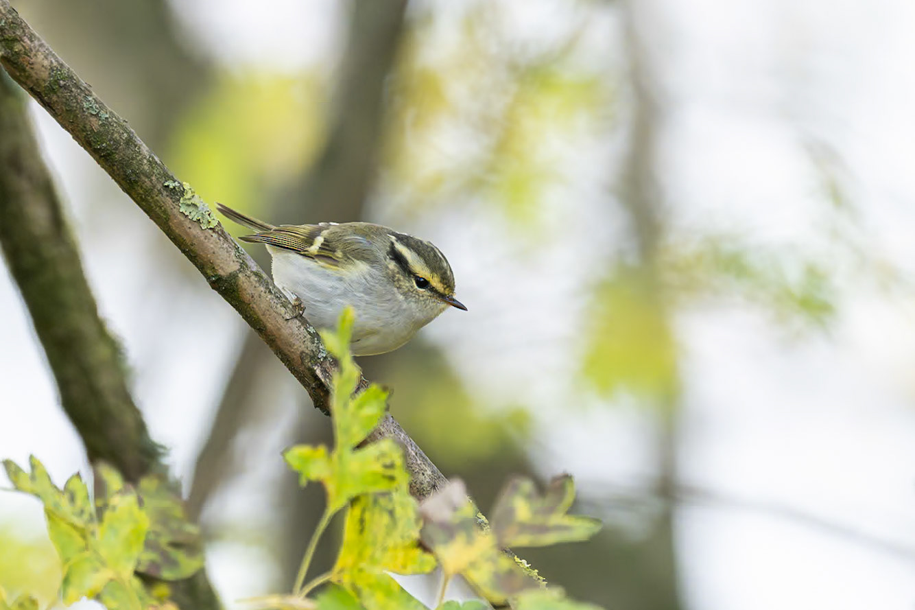 Kungsfågelsångare / Pallas's Leaf Warbler, Norra Fäladen Lund 2023