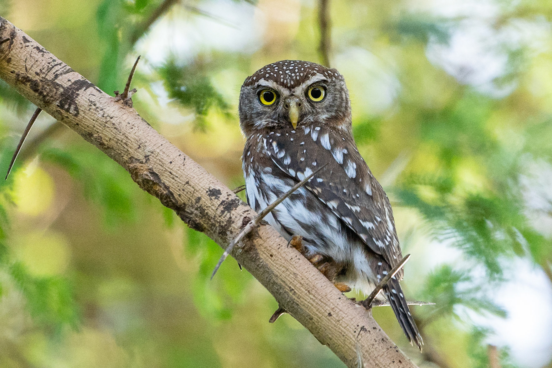 Pärlsparvuggla / Pearl-spotted Owlet, Amboseli Kenya 2022