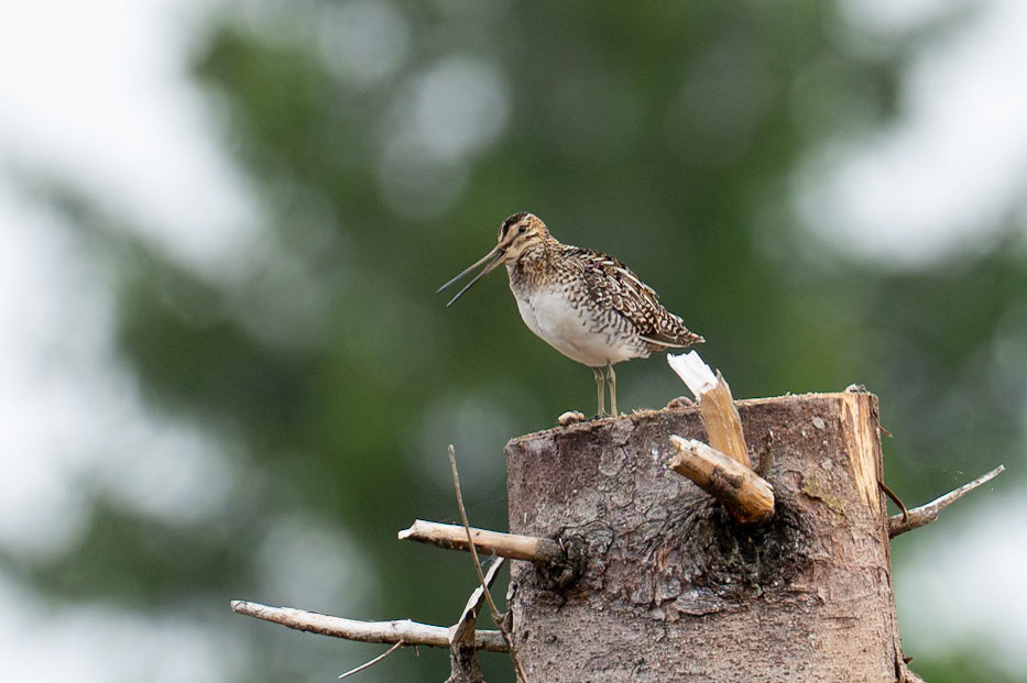 Amerikansk beckasin / Wilson's Snipe, Storfors 2025