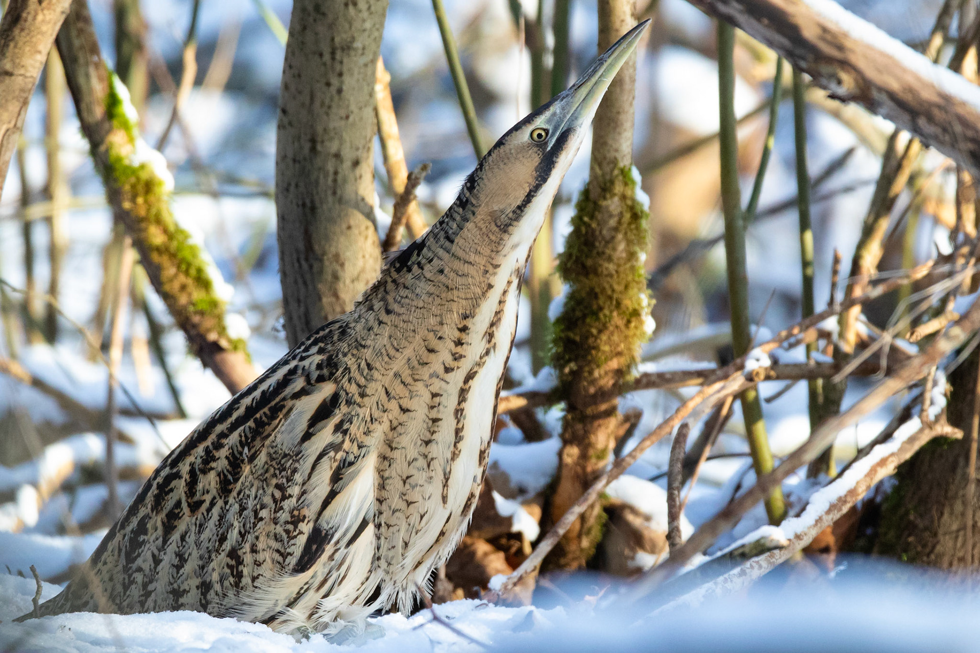 Rördrom / Great Bittern, Torna Hällestad 2021