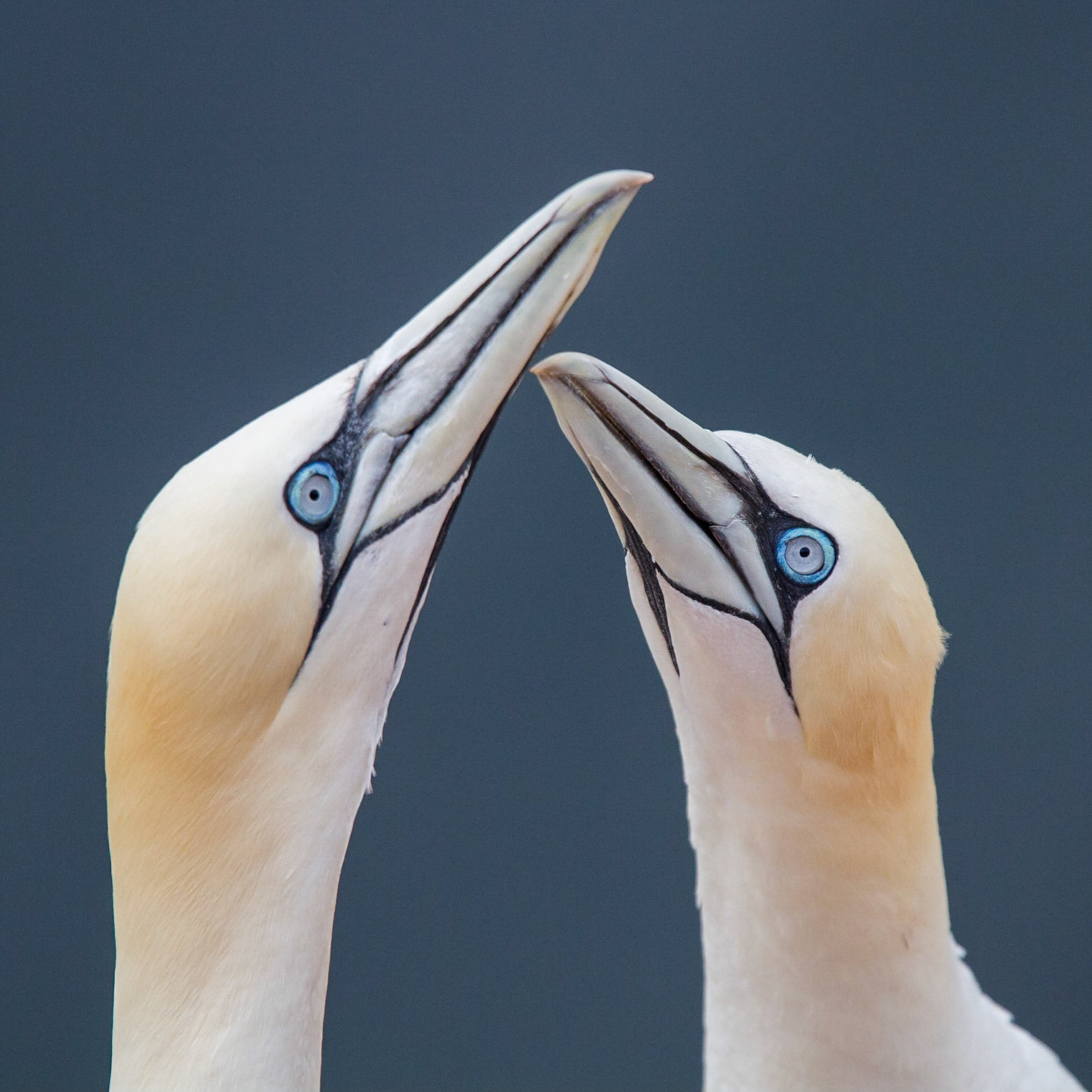 Havssula / Northern Gannet, Helgoland, Germany 2012
