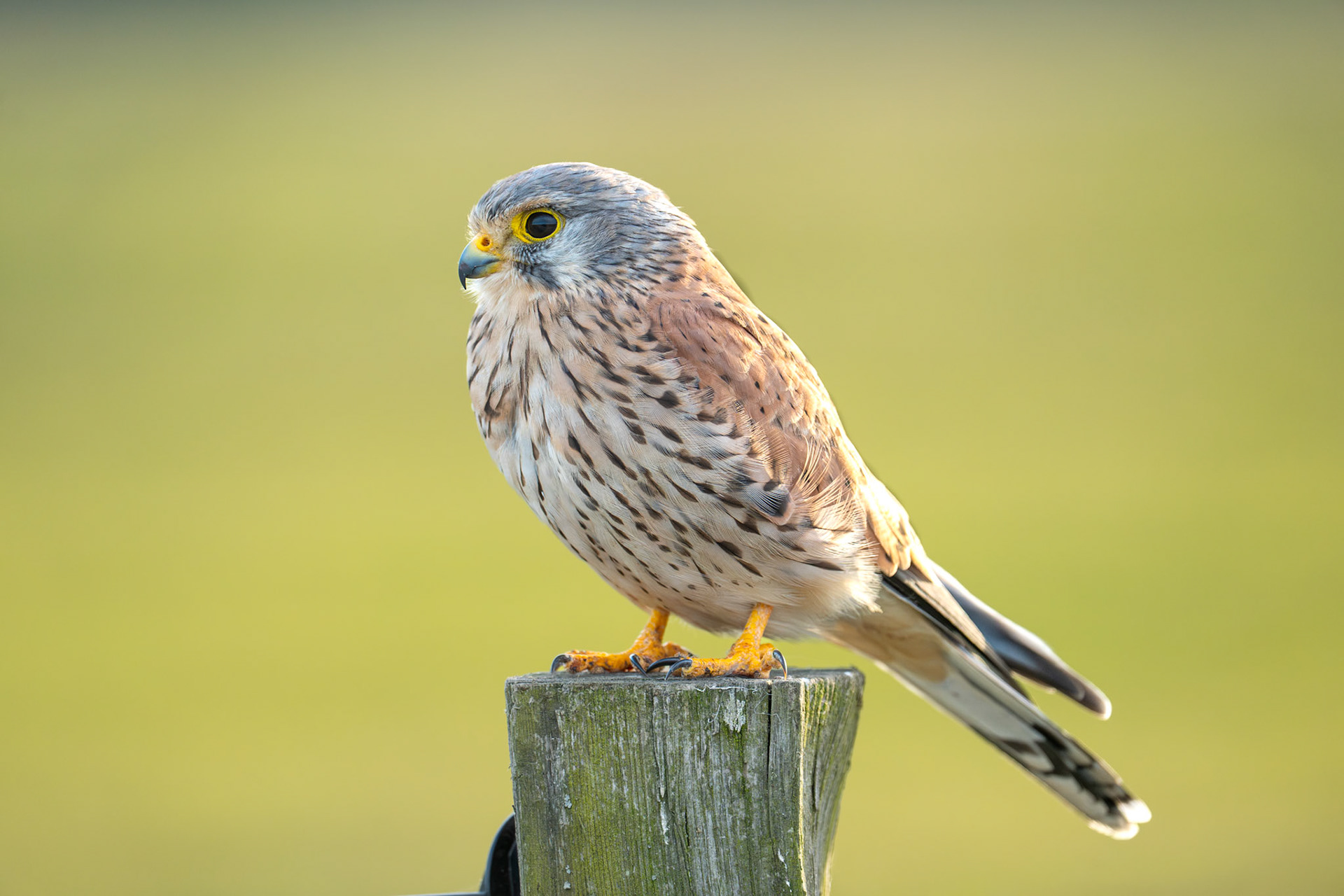 Tornfalk / Common Kestrel, Vombs ängar 2025