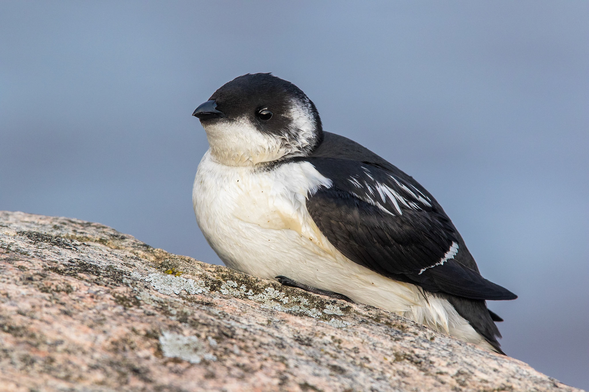 Alkekung / Little Auk, Båstad 2015