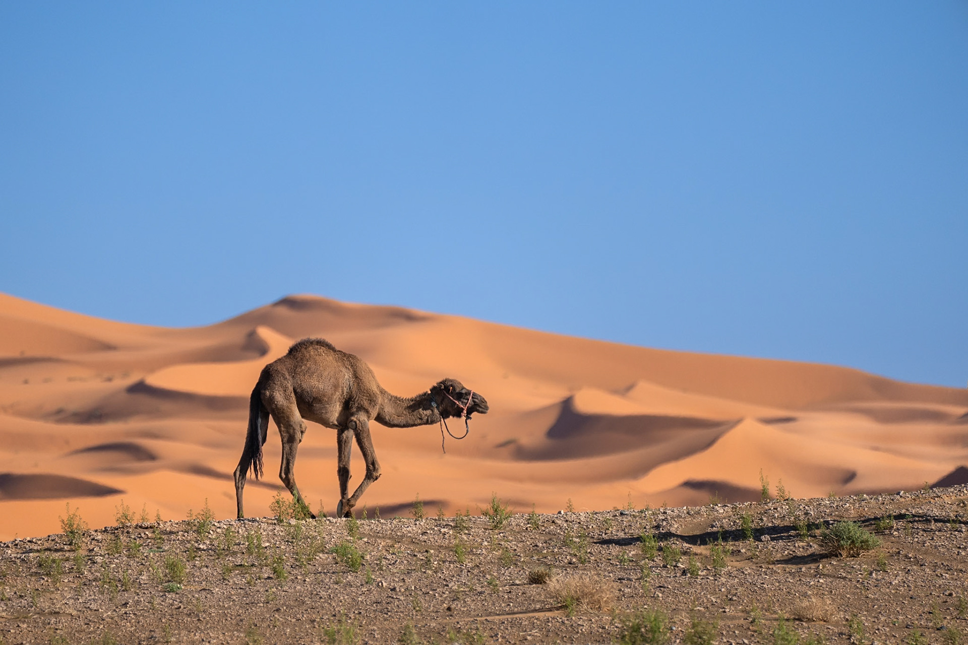 Merzouga Morocco 2024