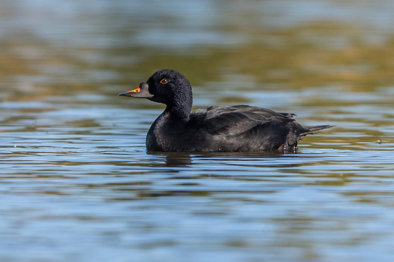 Sjöorre / Common Scoter, Habogårdsdammen 2015