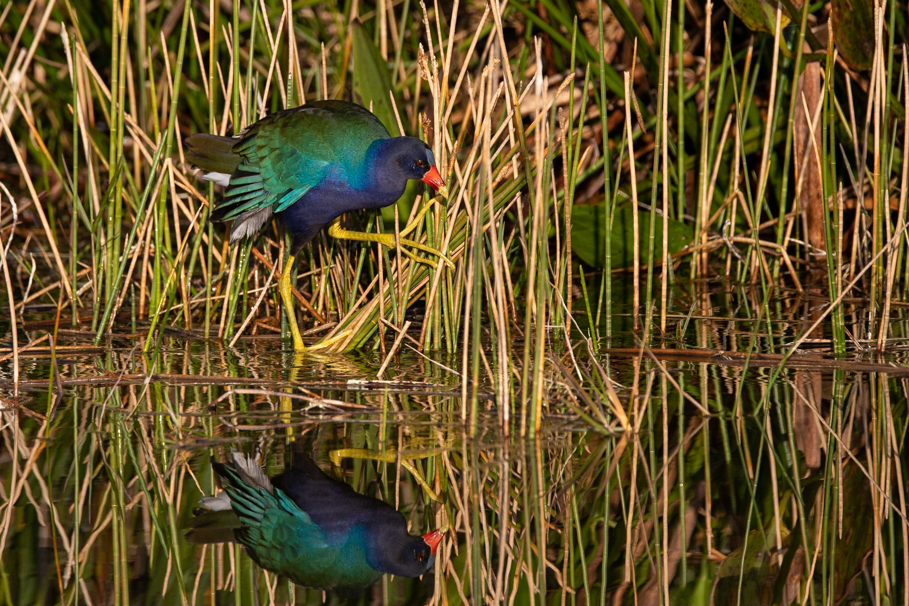 Amerikansk sultanhöna / Purple Gallinule, Wakadahatchee Wetland, Florida USA 2019
