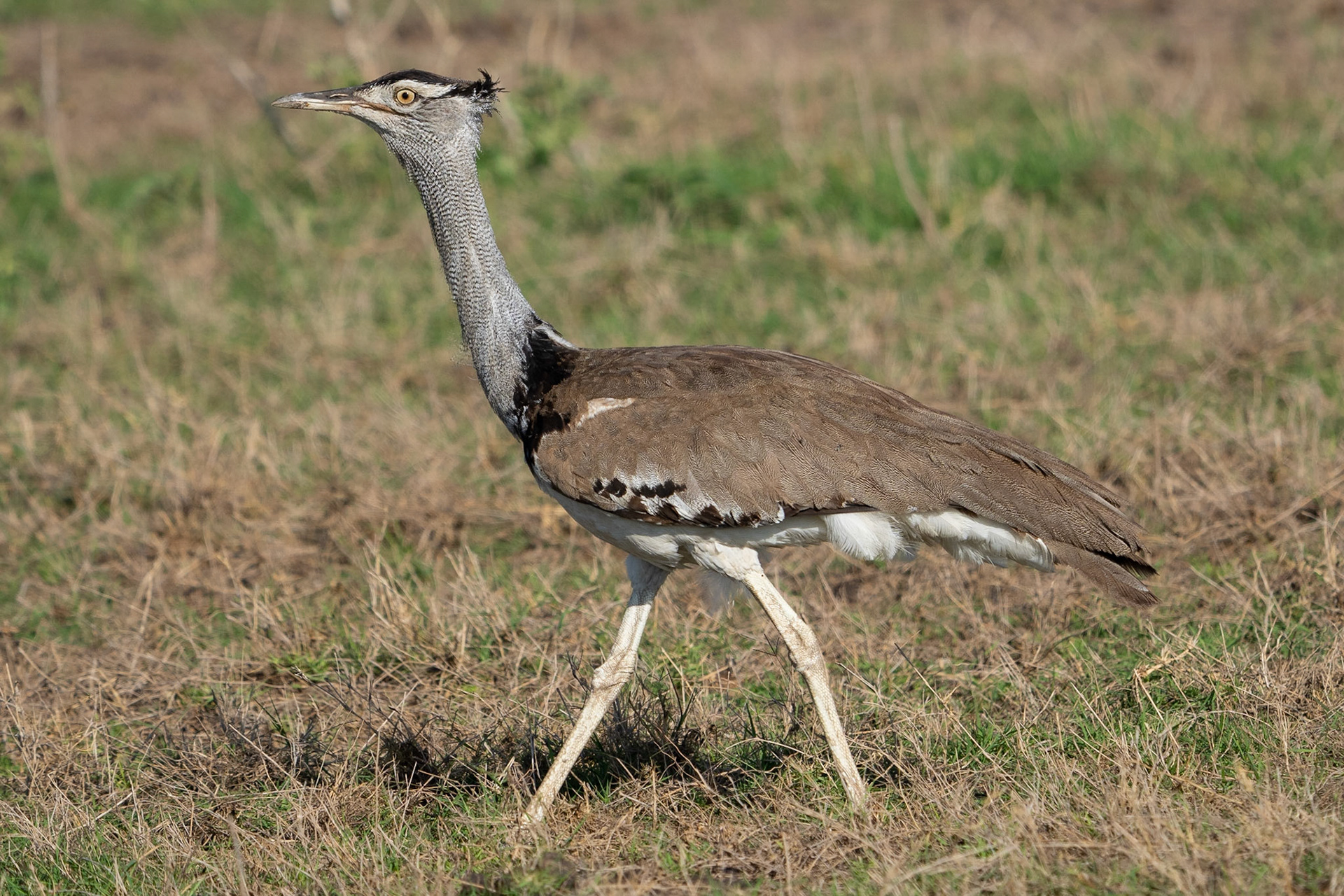 Koritrapp / Kori Bustard, Amboseli Kenya 2022
