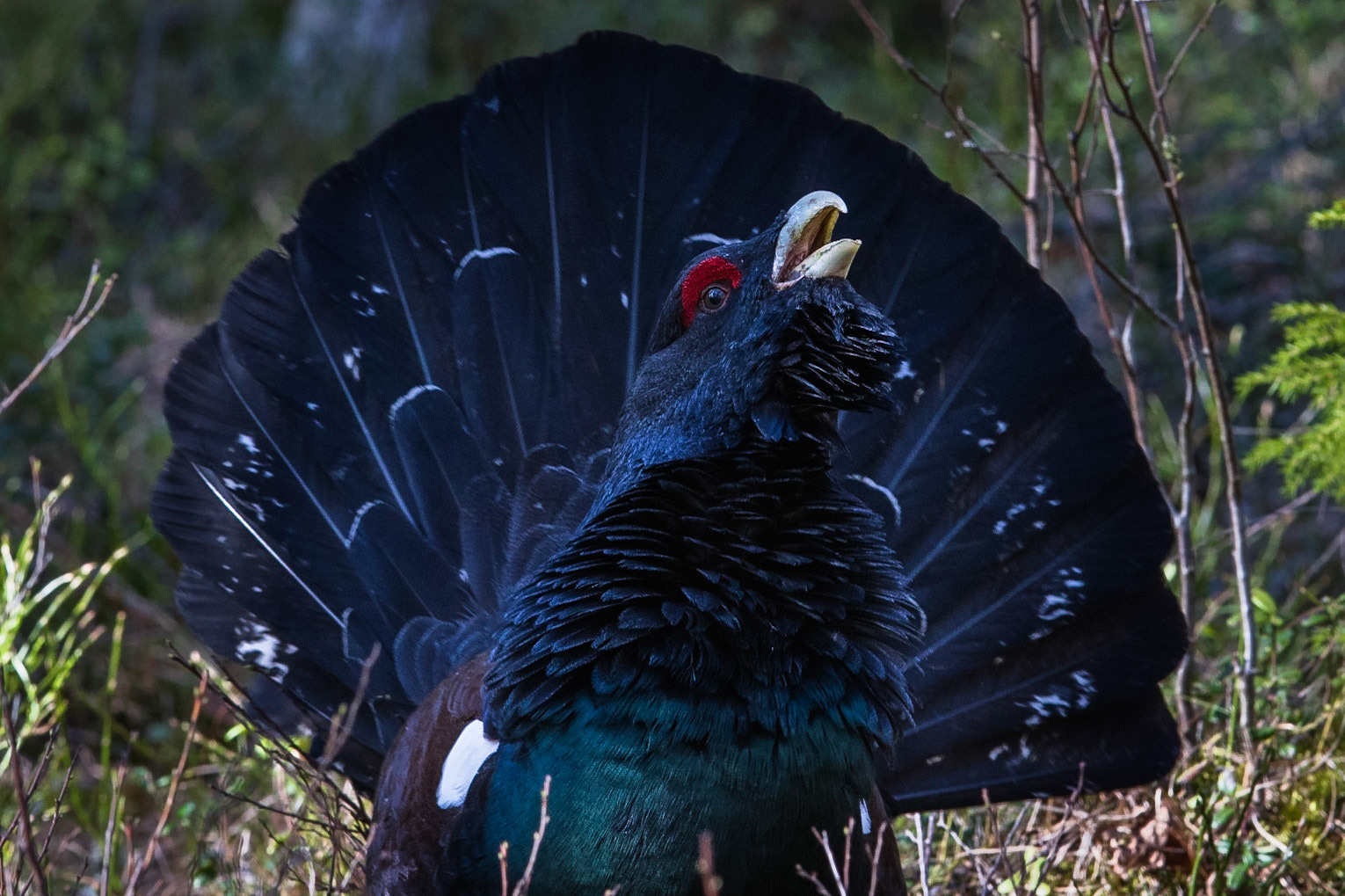 Tjäder / Western Capercaillie, Västmanland 2015