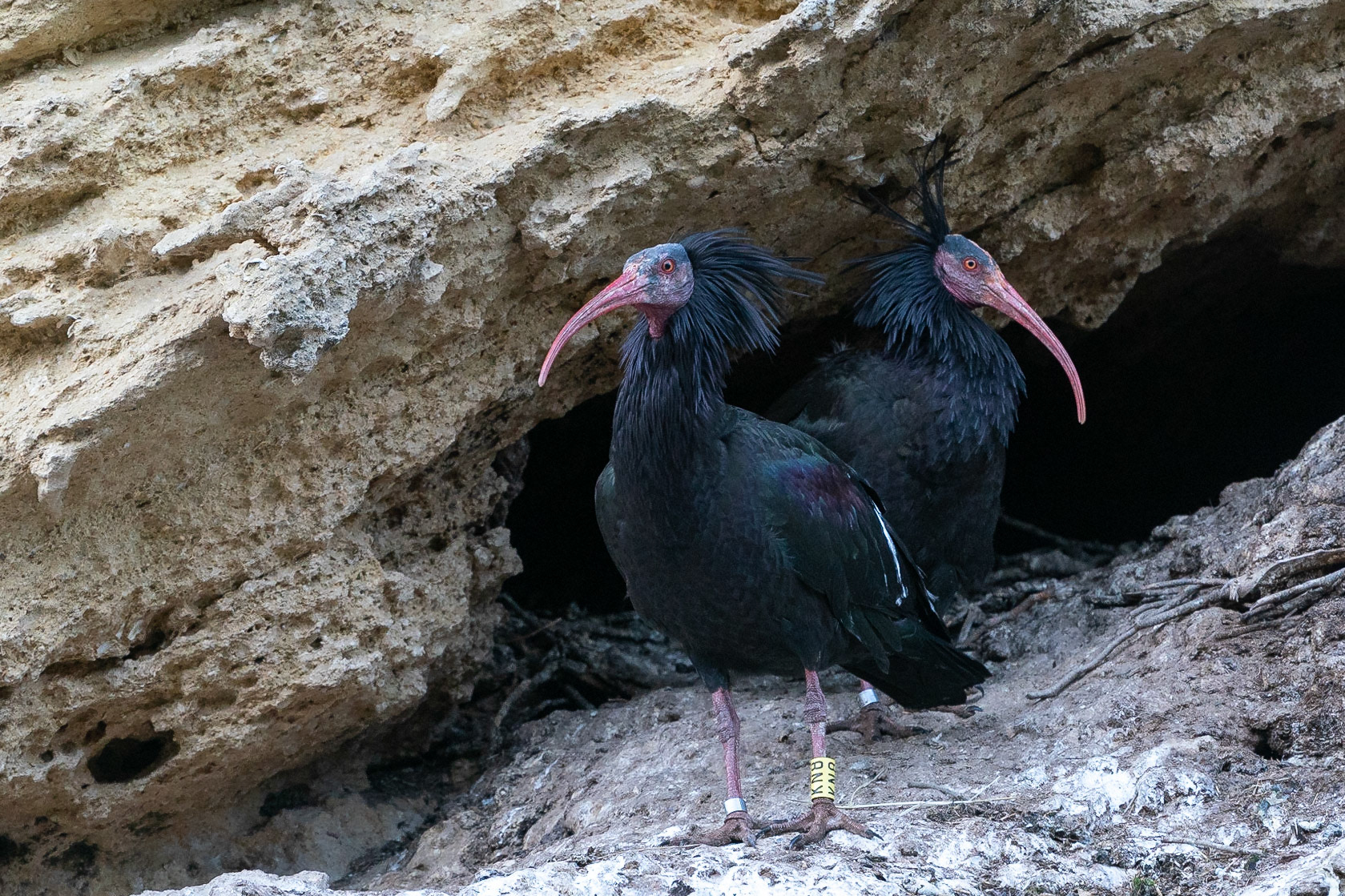 Eremitibis / Northern Bald Ibis, La Barca de Vejer, Spanien 2022