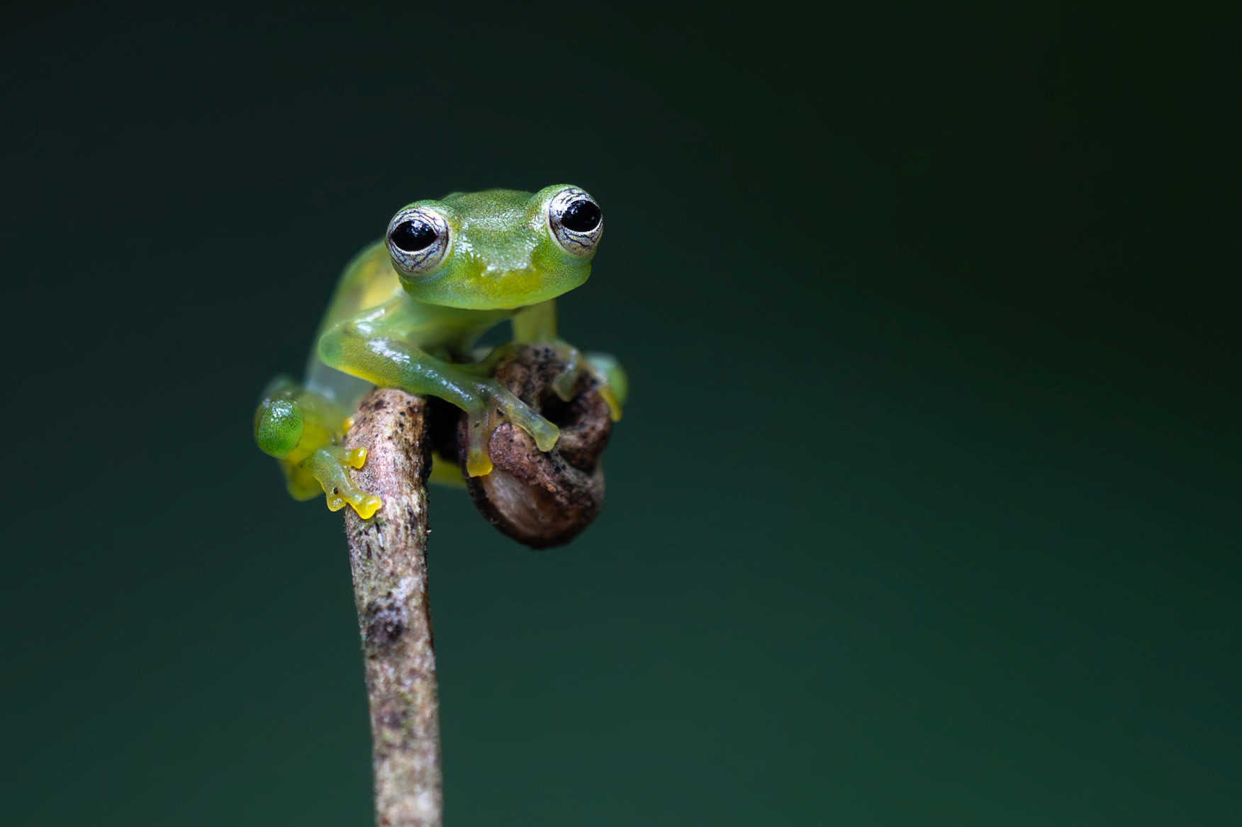 Dusty Glassfrog / Dusty Glassfrog, Frog Heaven, Costa Rica 2024