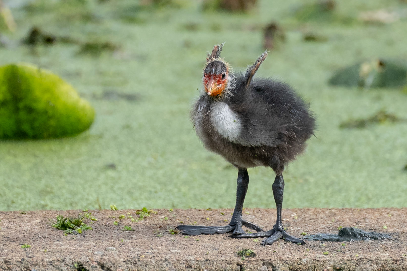 Sothöna / Eurasian Coot, Lunds Reningsverk 2023