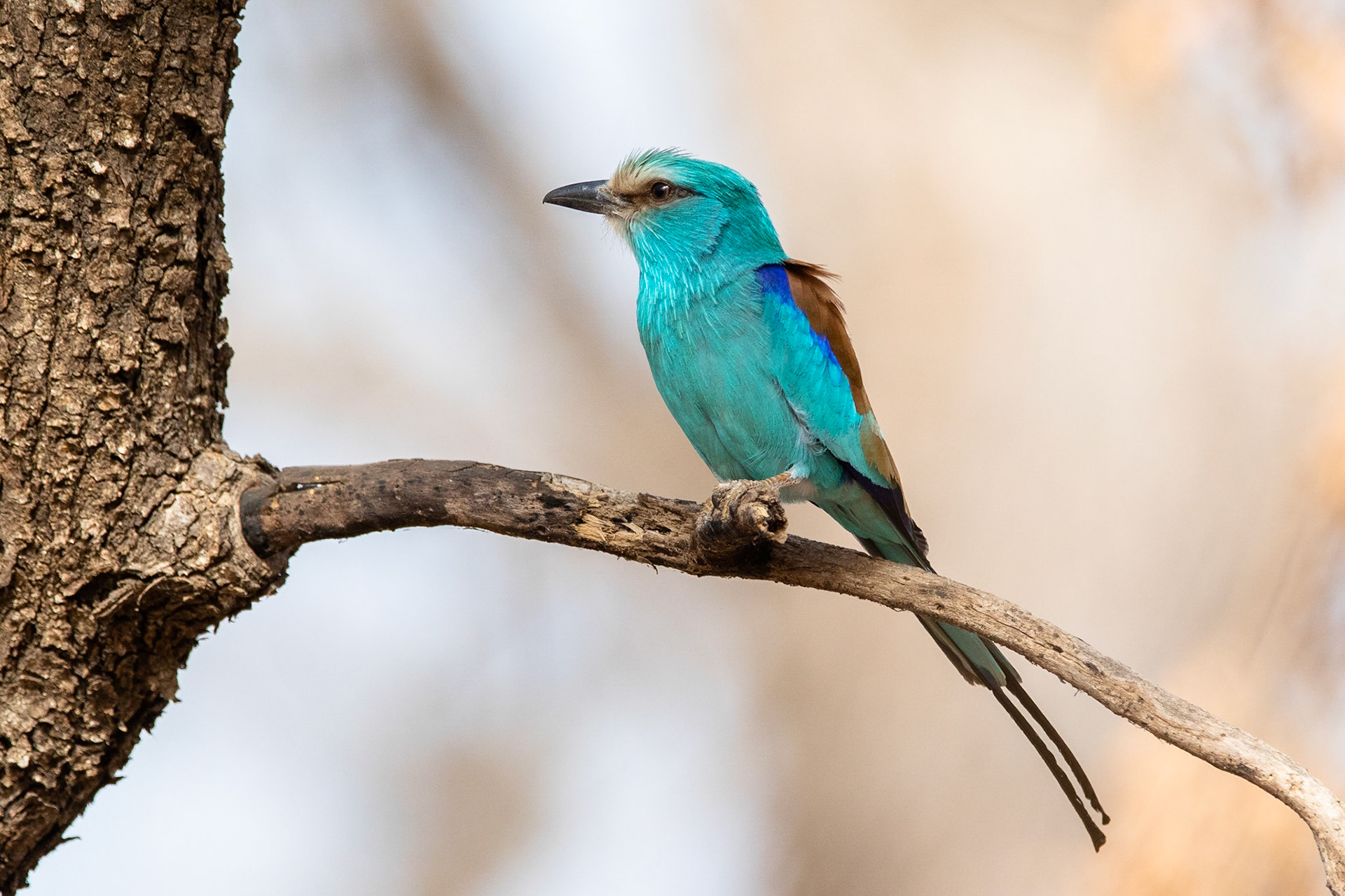 Savannblåkråka / Abyssinian Roller, Niokolokoba Senegal 2019