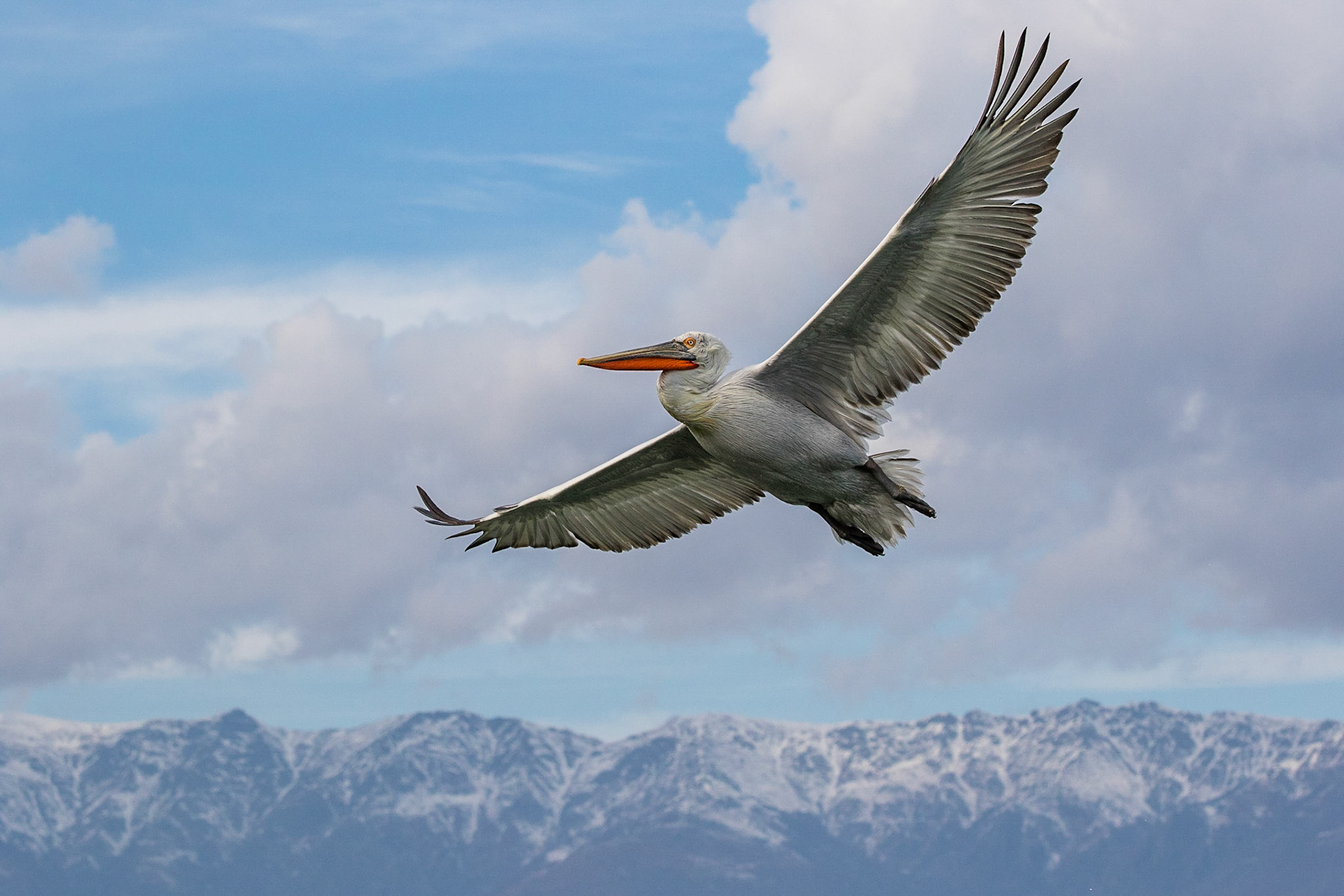 Krushuvad pelikan / Dalmatian Pelican, Kerkini lake Greece 2017