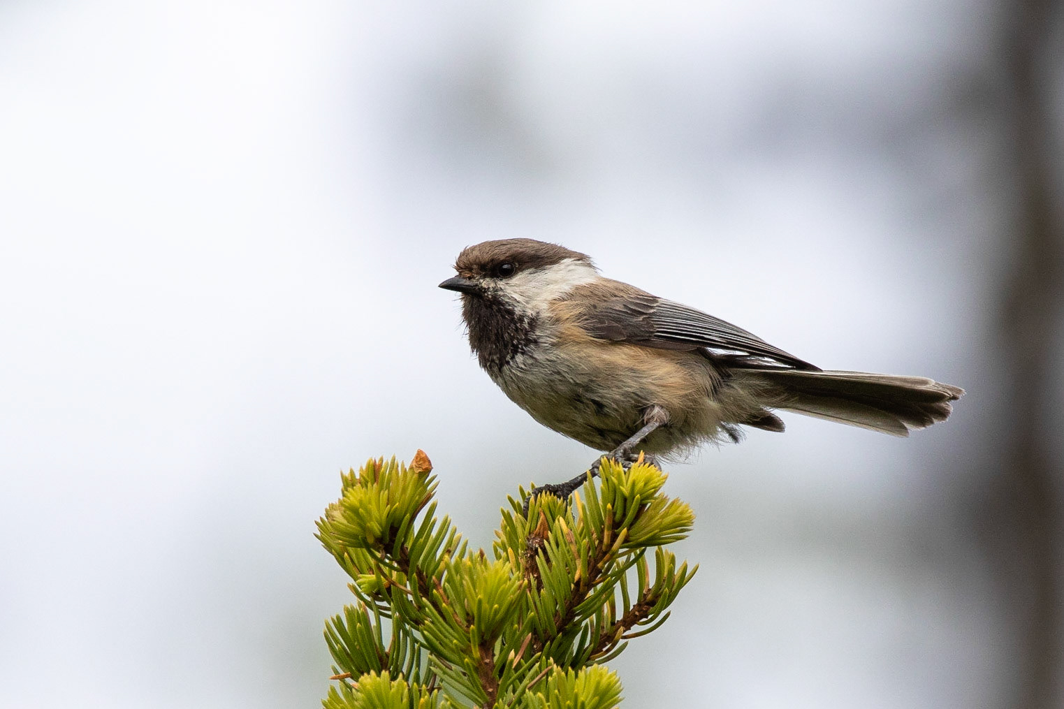 Lappmes / Siberian Tit, Aptasvare naturreservat 2018