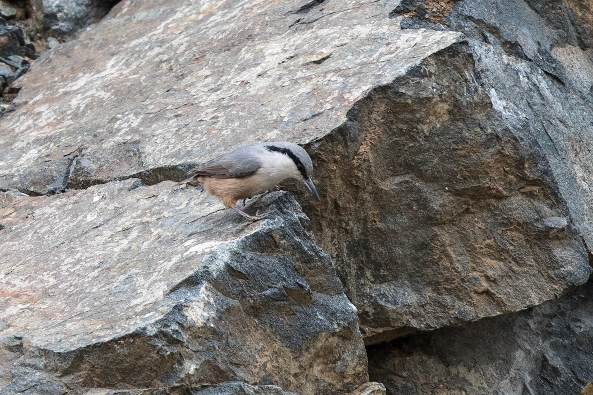 Klippnötväcka / Western Rock Nuthatch, Vironia Greece 2017