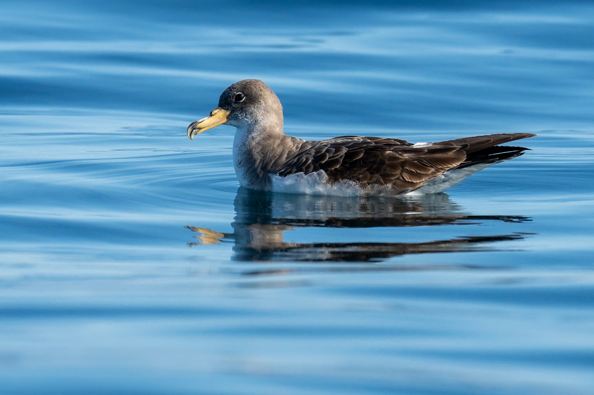 Gulnäbbad lira / Cory's Shearwater, Fuseta Portugal 2023