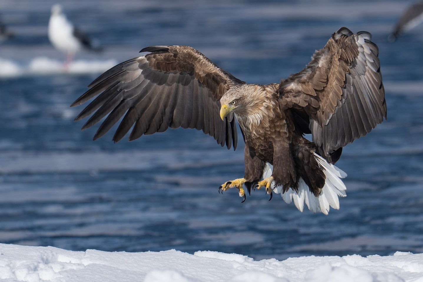 Havsörn / White-tailed Eagle, Rausu, Japan 2025