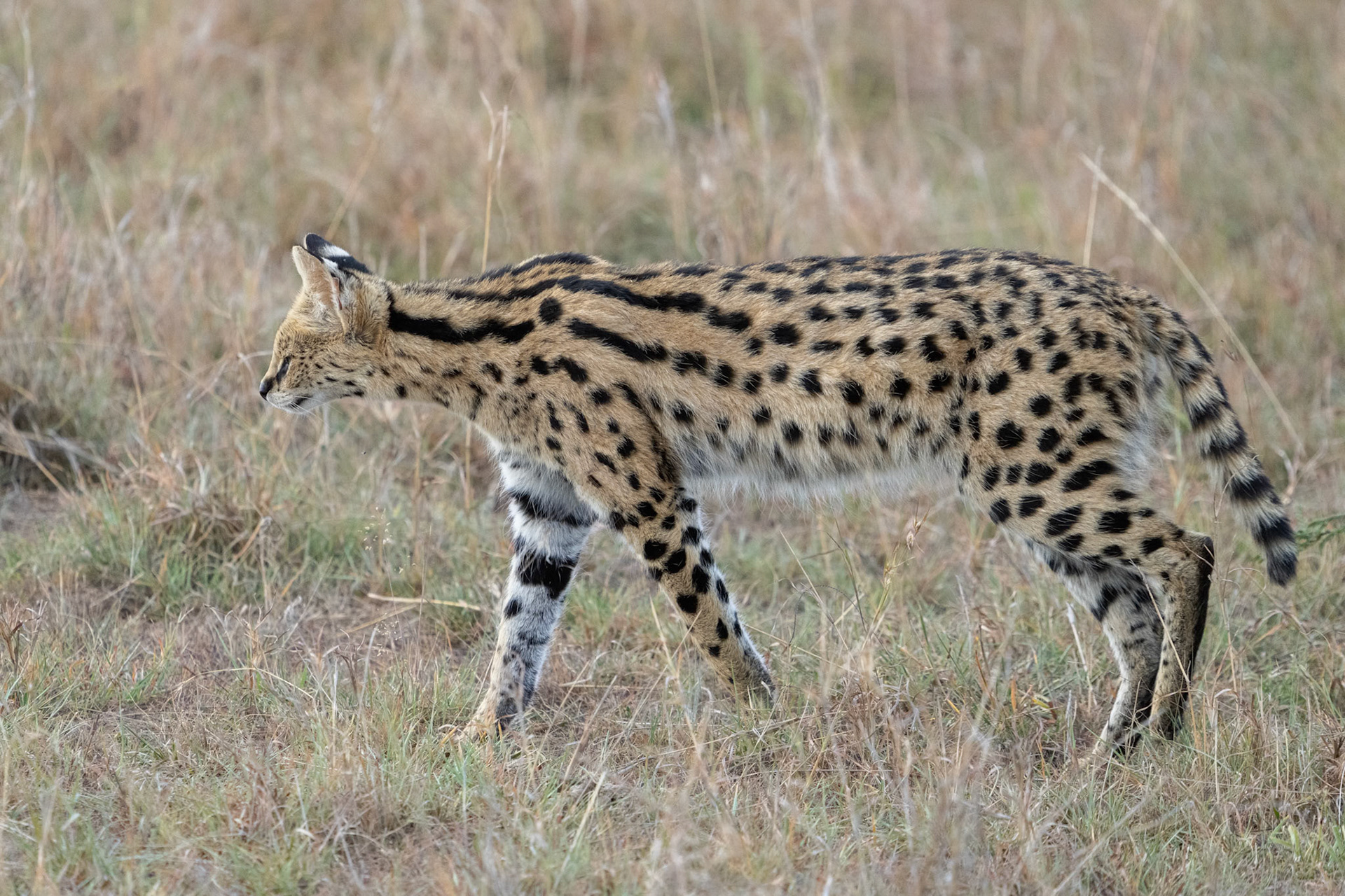 Serval / Serval, Maasai Mara Kenya 2022