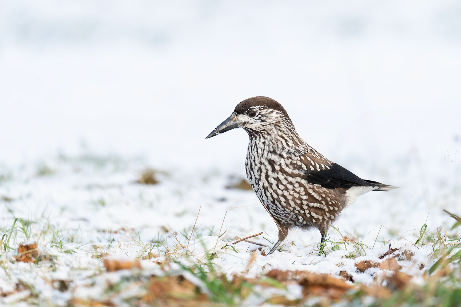 Nötkråka / Spotted Nutcracker, Norra fäladen Lund 2023