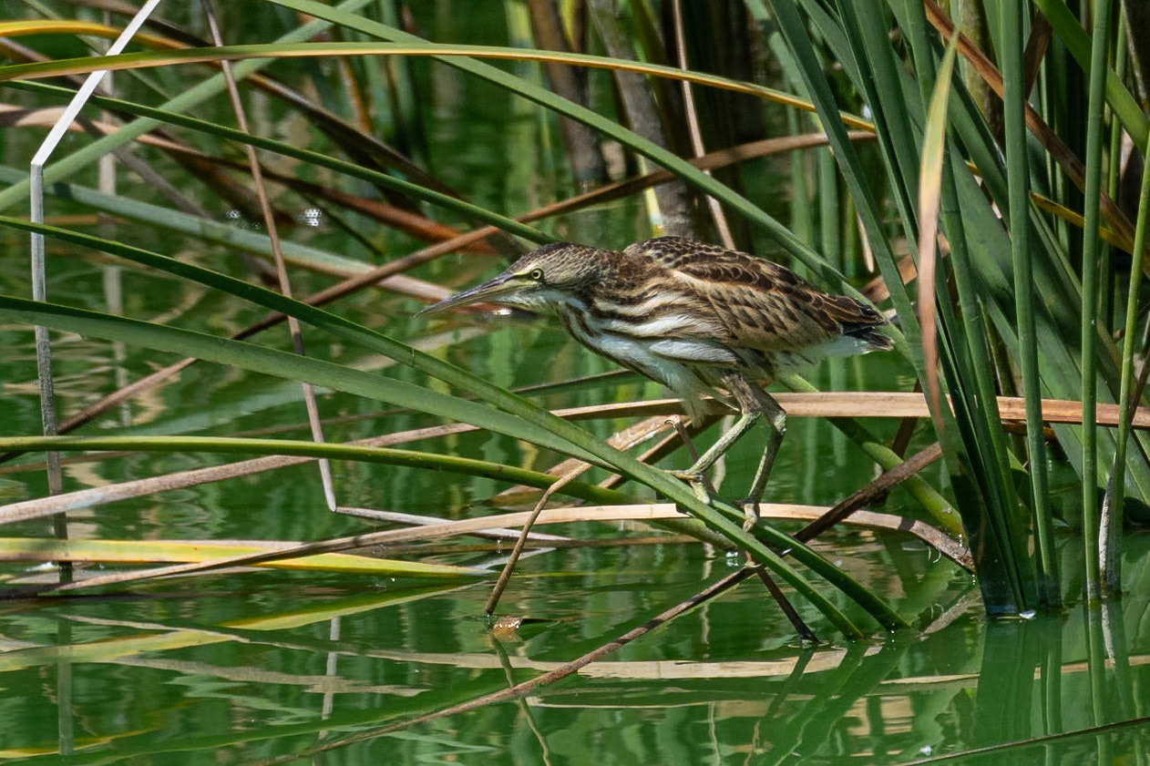 Dvärgrördrom / Little Bittern, Quinta do Lago Portugal 20023
