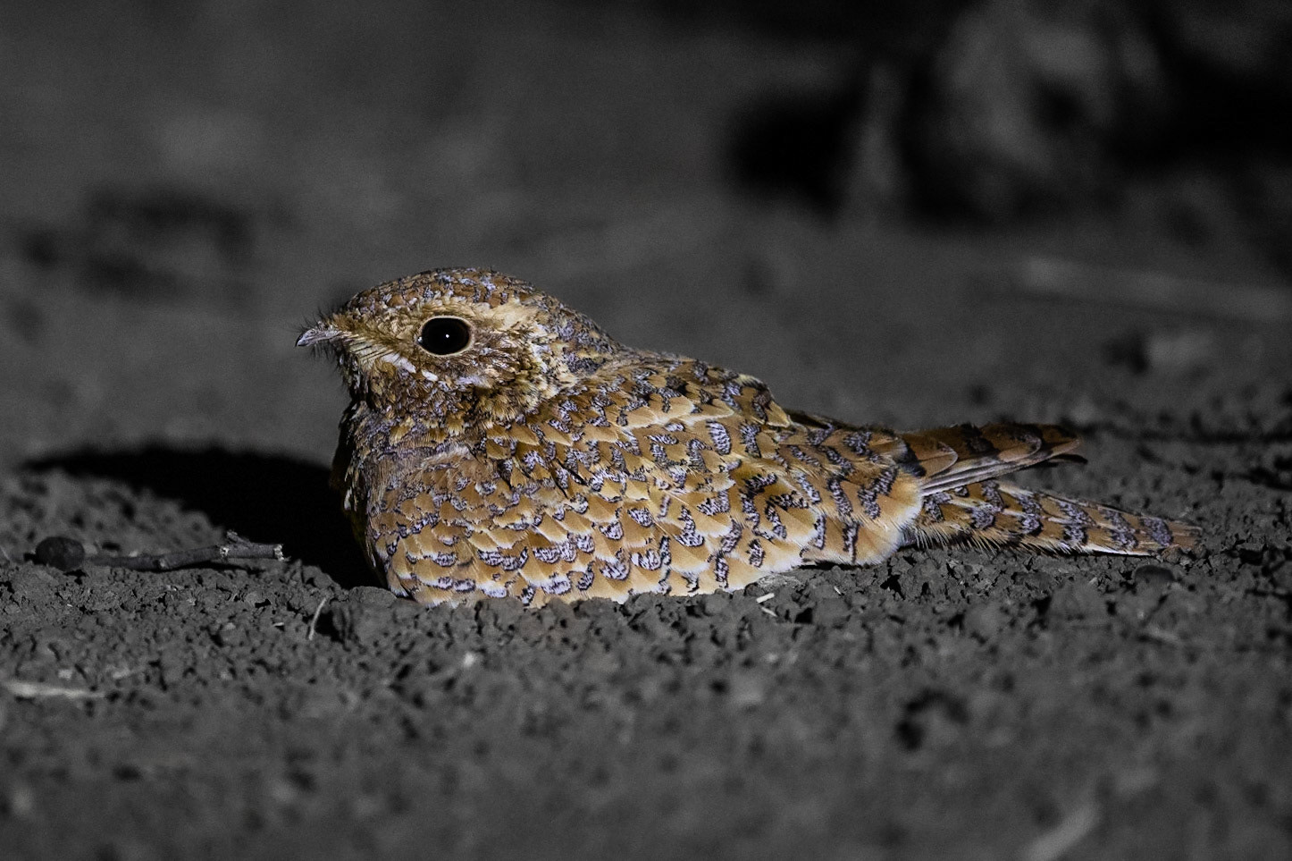 Guldnattskärra / Golden Nightjar, Diatar, Senegal 2019