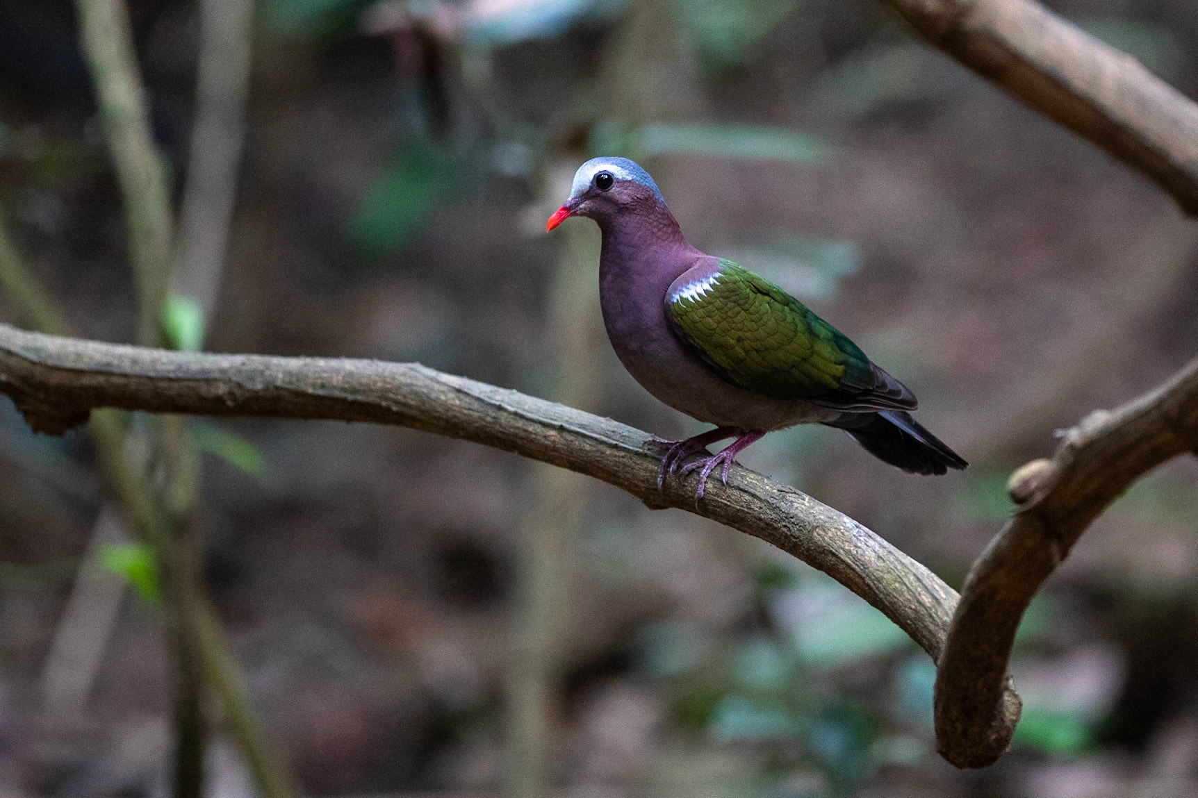 Asiatisk smaragdduva / Common Emerald Dove, Kaeng Krachan, Thailand 2018