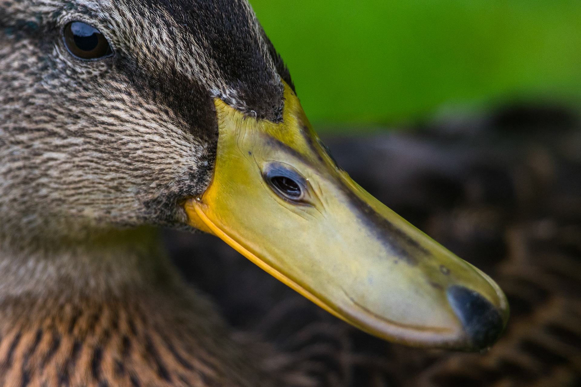 Gräsand / Mallard, Lund 2017
