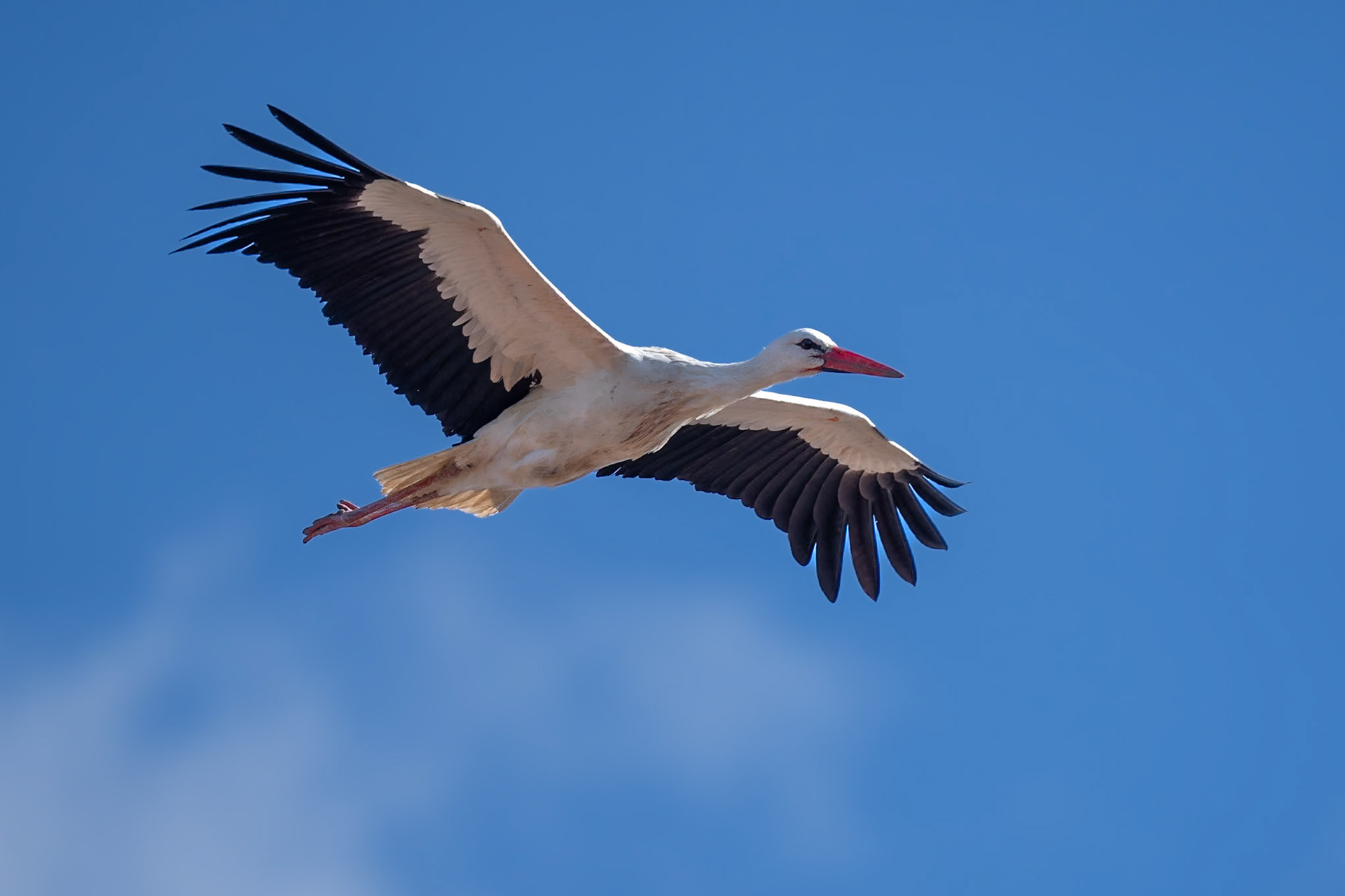 White Stork / Vit stork, Flyinge 2026